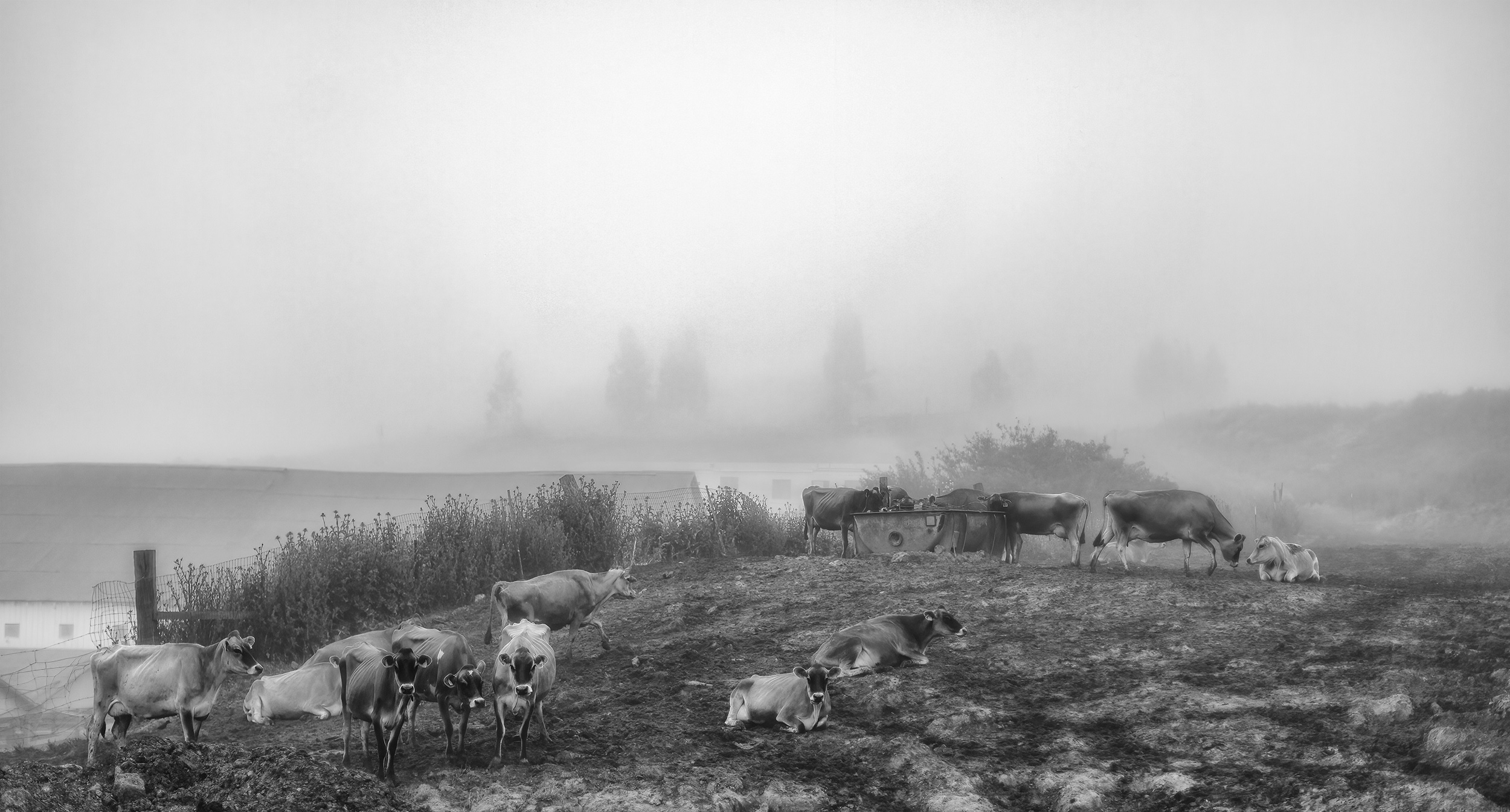 Black and white image of cows in a pasture in the fog. Black and white image of cowgirls feeding grain before a ride in the round pen. Livestock and agriculture photography