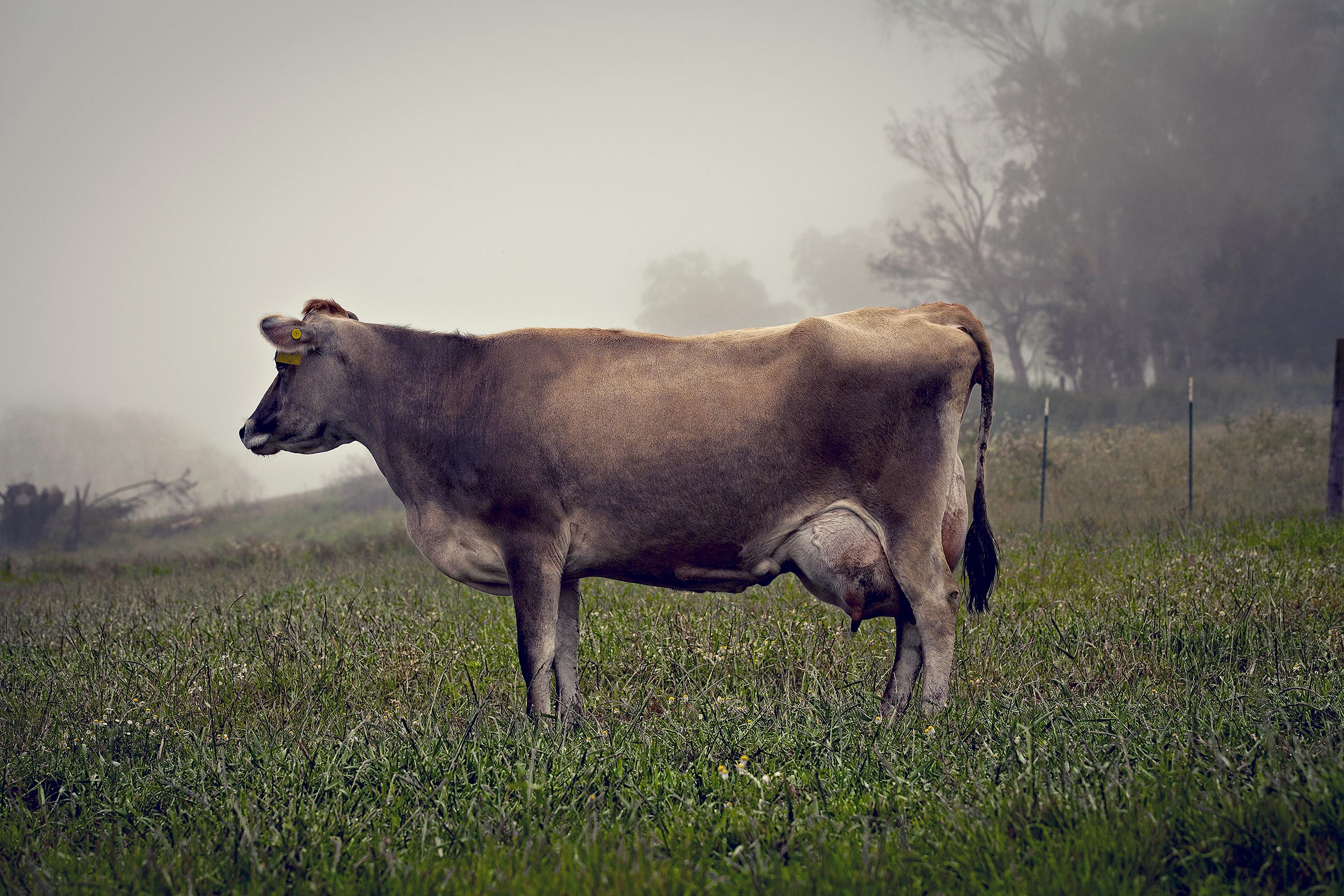 Jersey dairy cow portrait in a pasture surrounded by fog. Livestock and agriculture photography