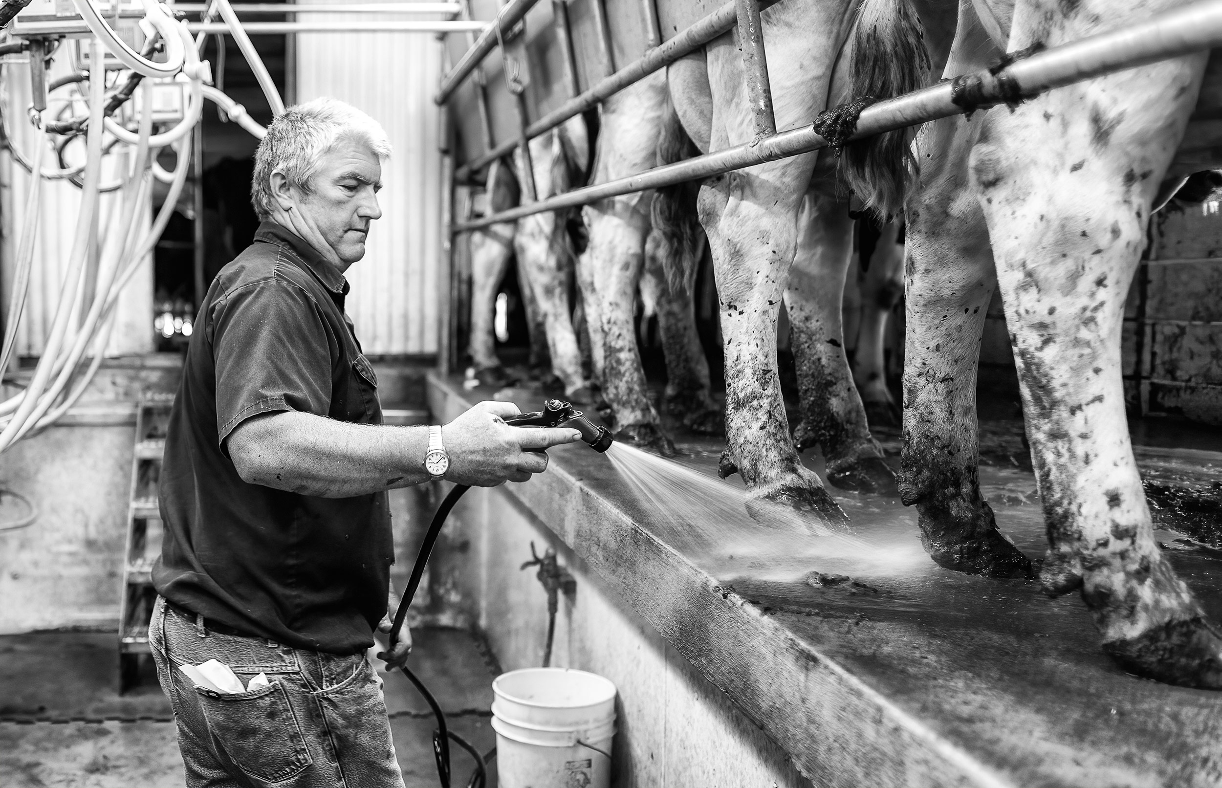 Black and white image of Dairy farmer spraying down the cement after cows are penned for milking. 