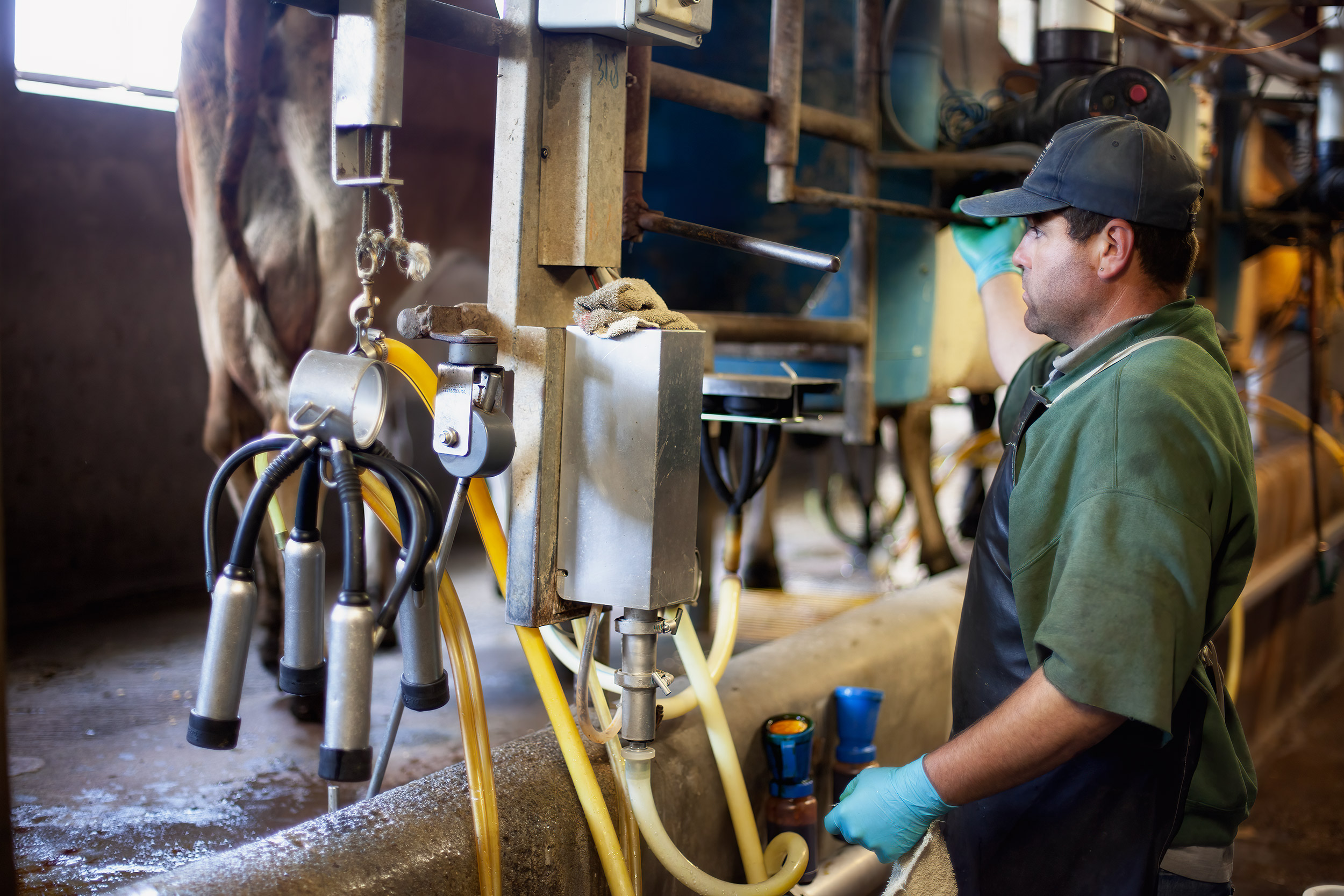 Dairy farmer milking dairy cows mechanically. Livestock and agriculture photography