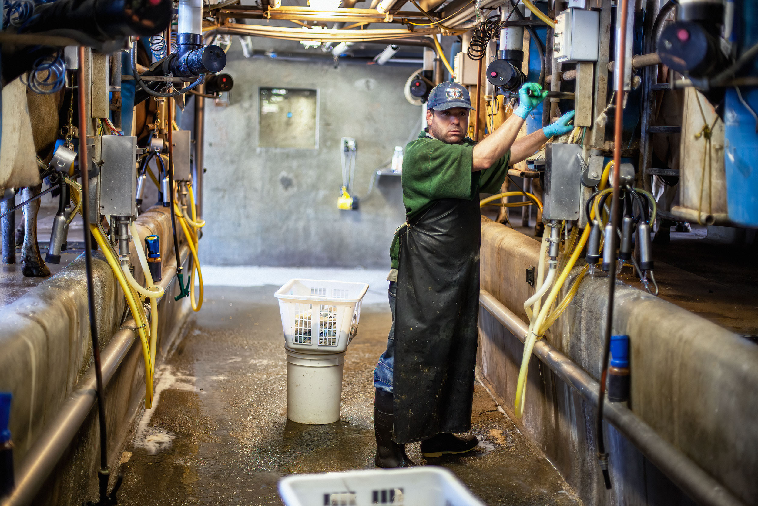 Milking dairy cows with automation. Livestock and agriculture photography