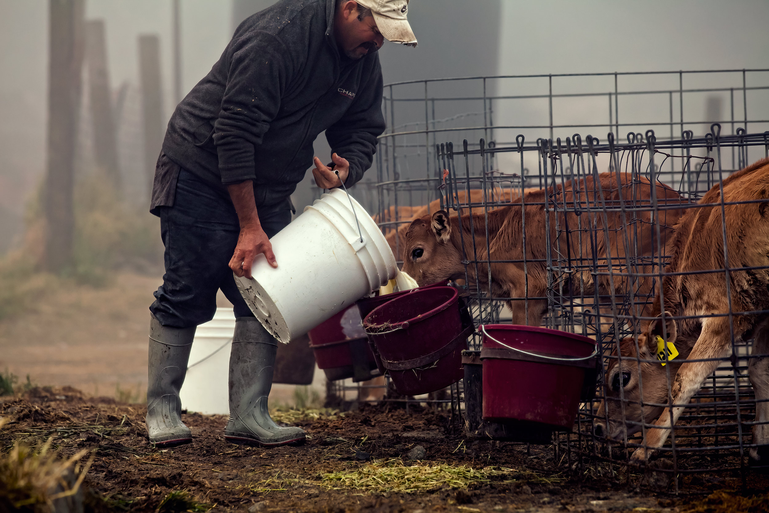 Ranch hand delivers milk to calves. Livestock and agriculture photography