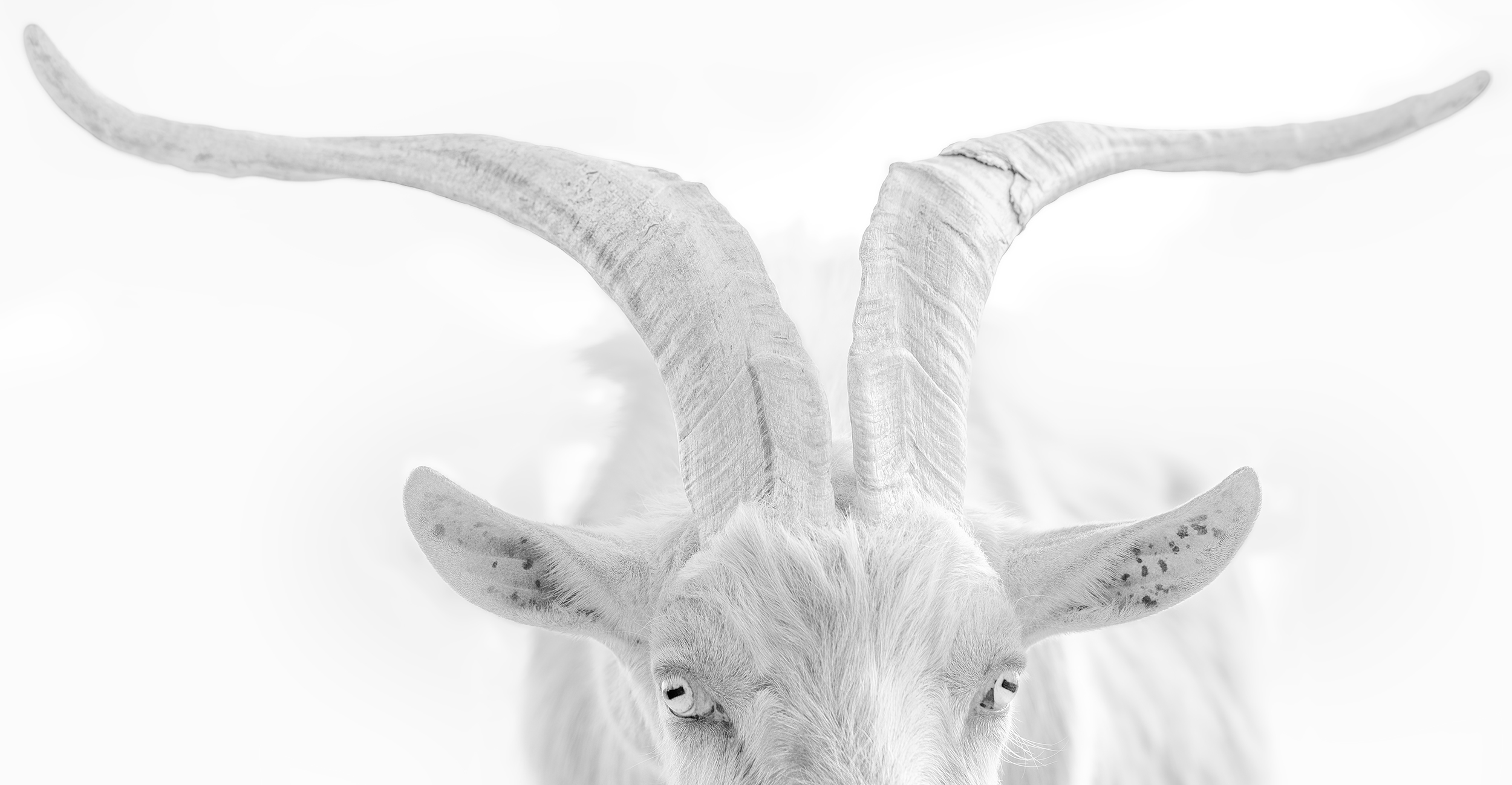 Close up of billy goat in black and white. Livestock photography