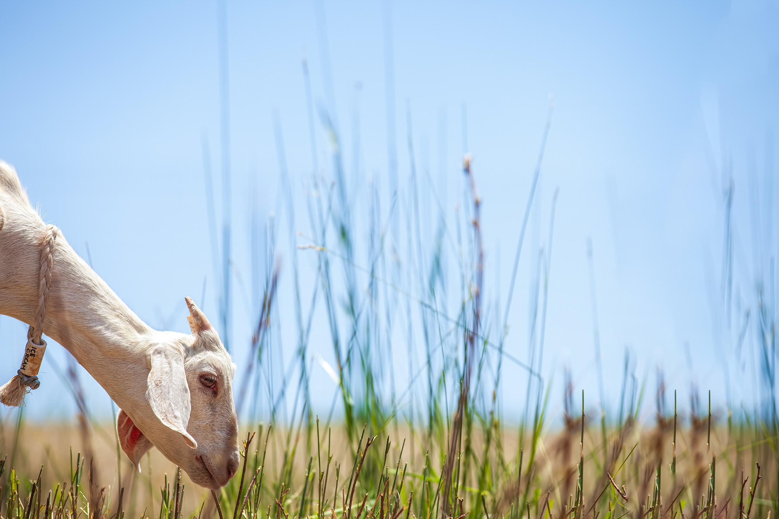 Agriculture Photography livestock goat in field