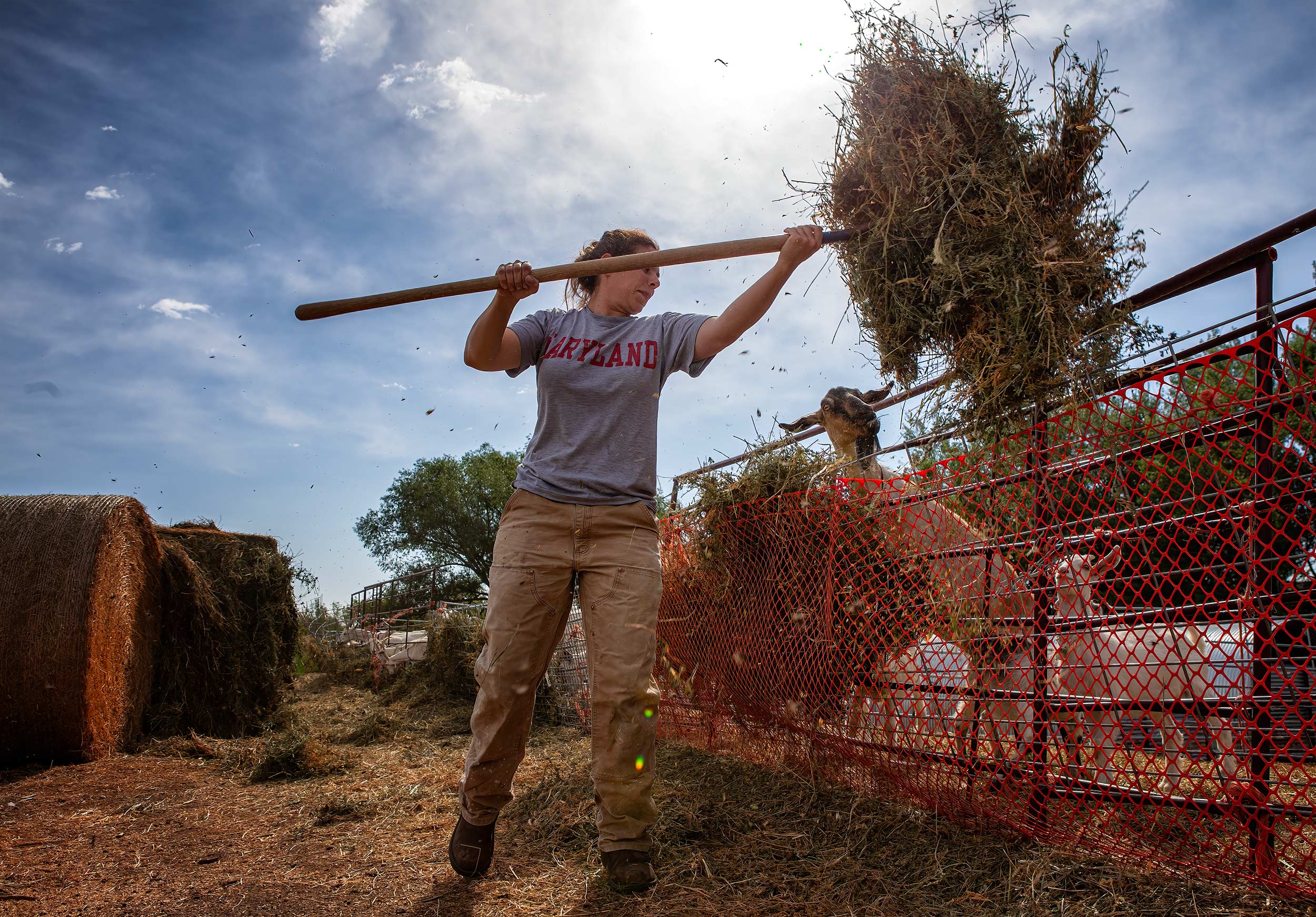 Feeding goats hay. Livestock photography