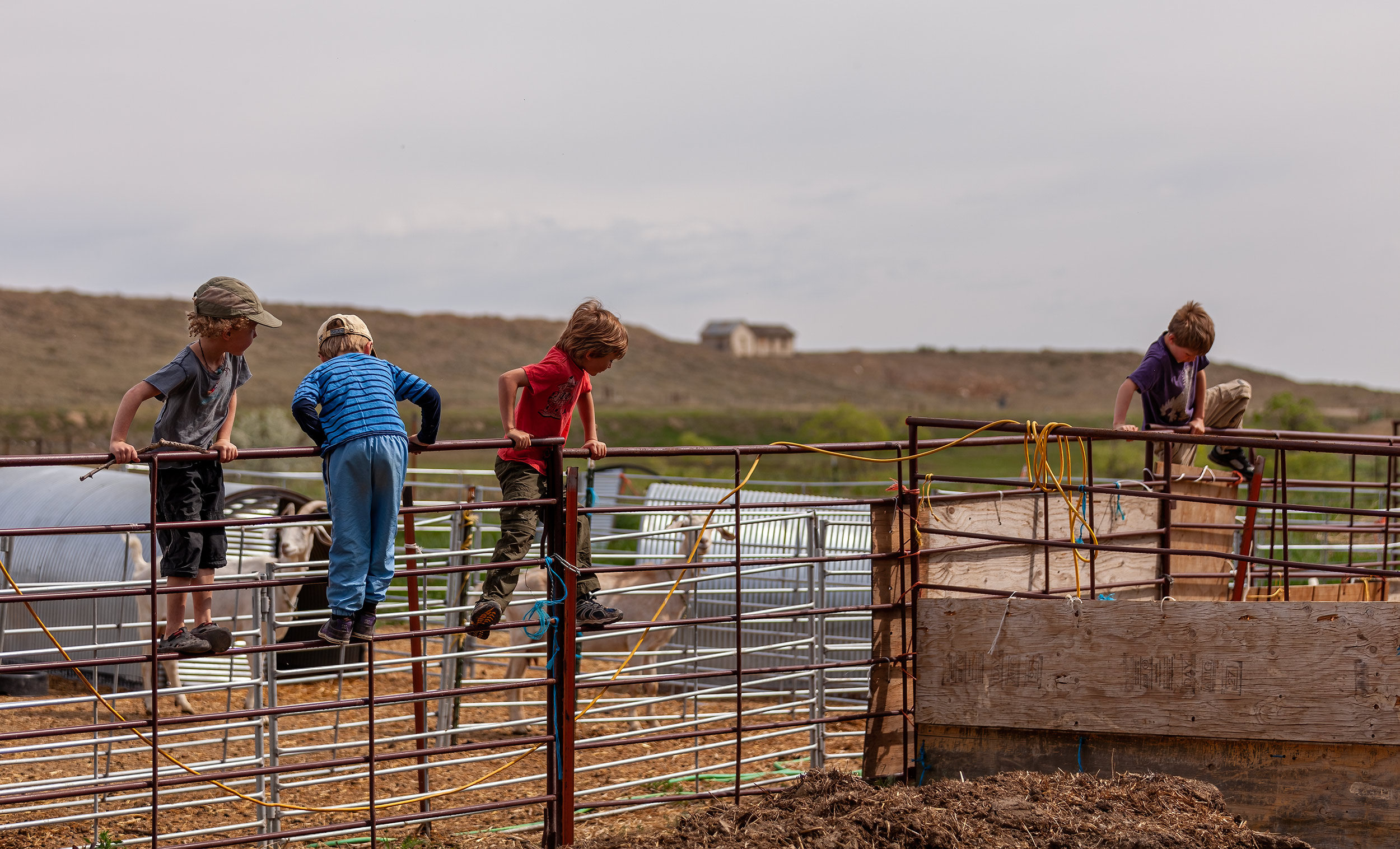 Children playing on cattle panels. Livestock photography