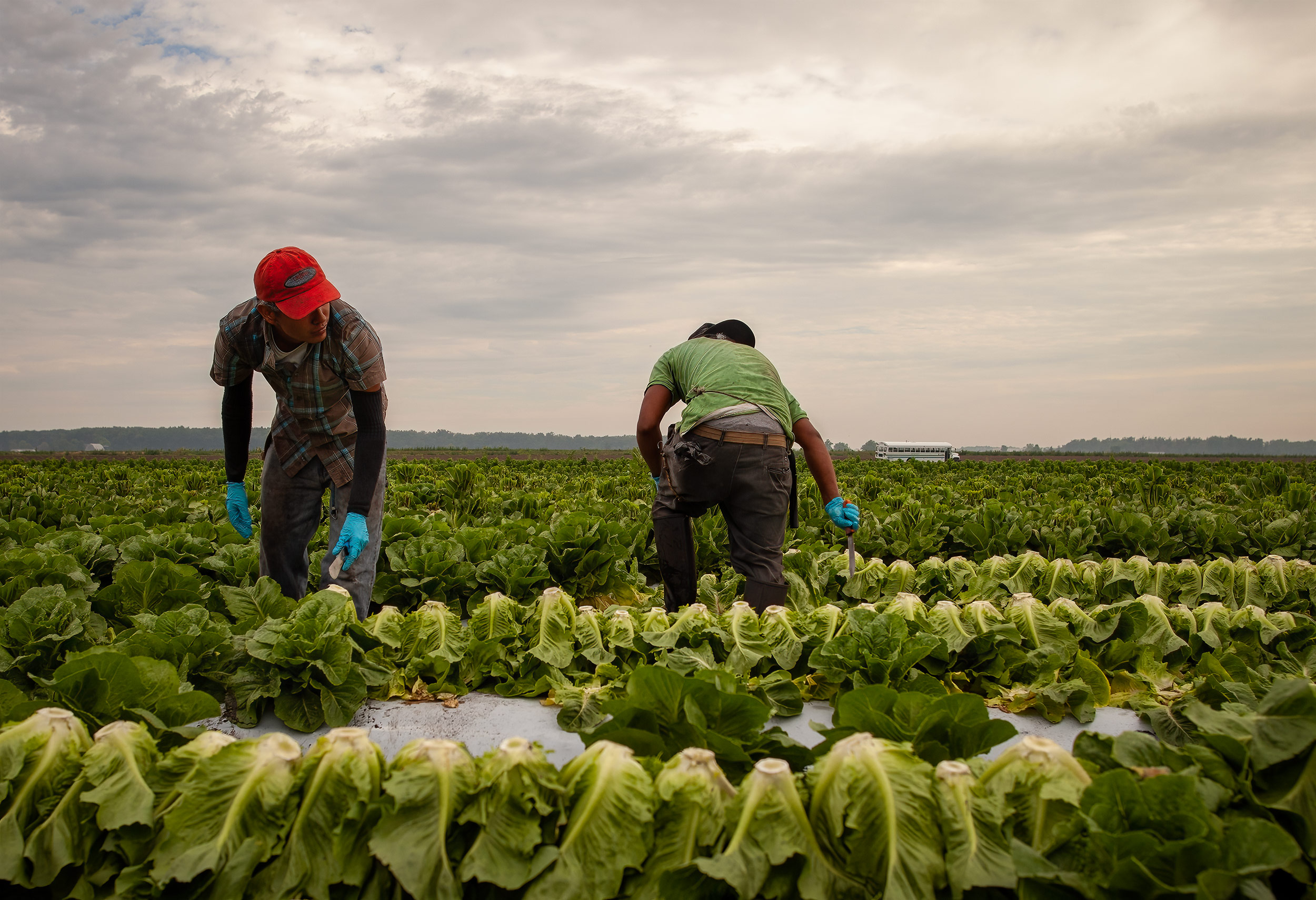 Two crop pickers in the field harvesting romaine lettuce. agriculture photography 
