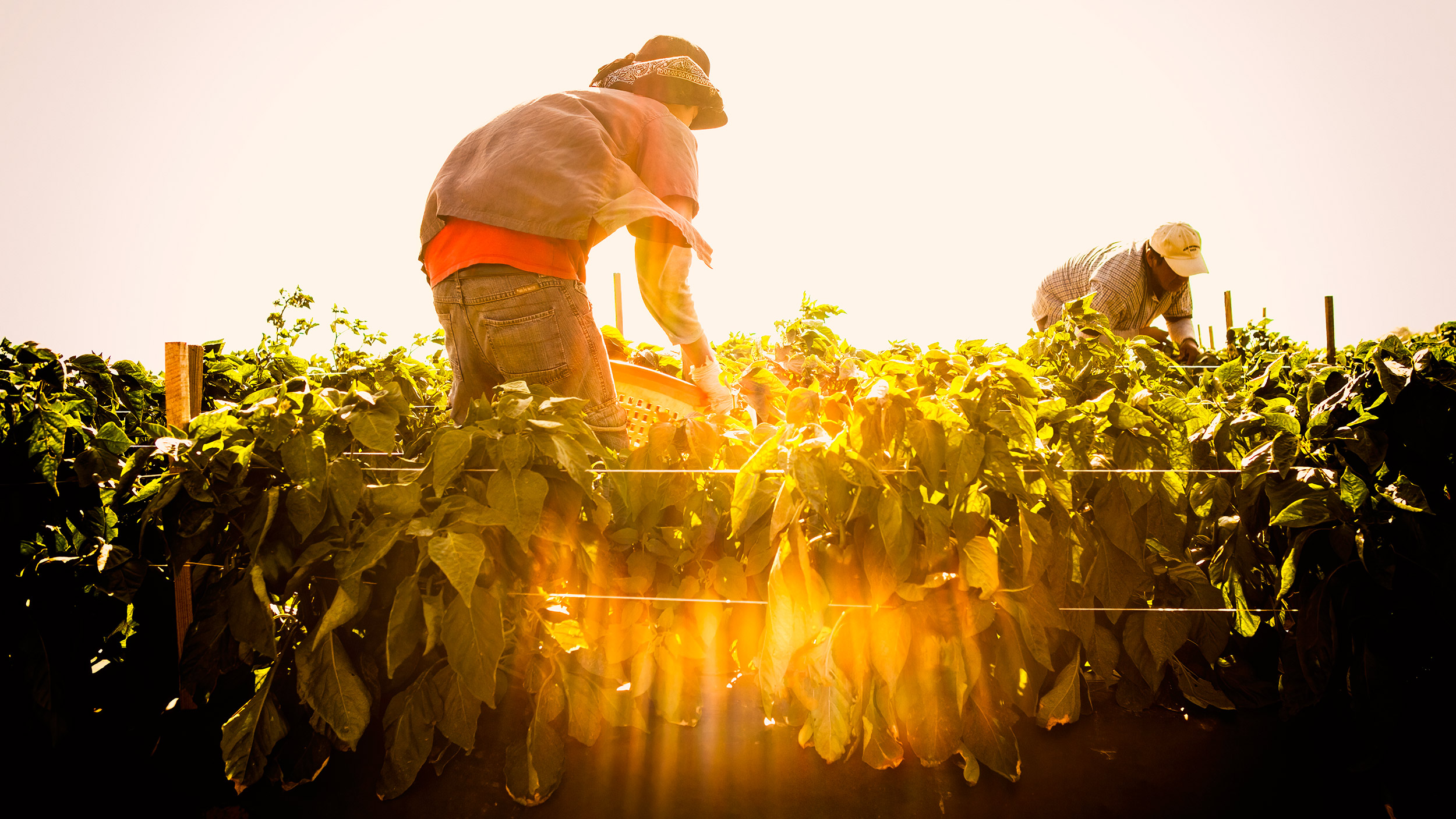 Two crop pickers harvesting peppers  with sun flare shining thru. agriculture photography