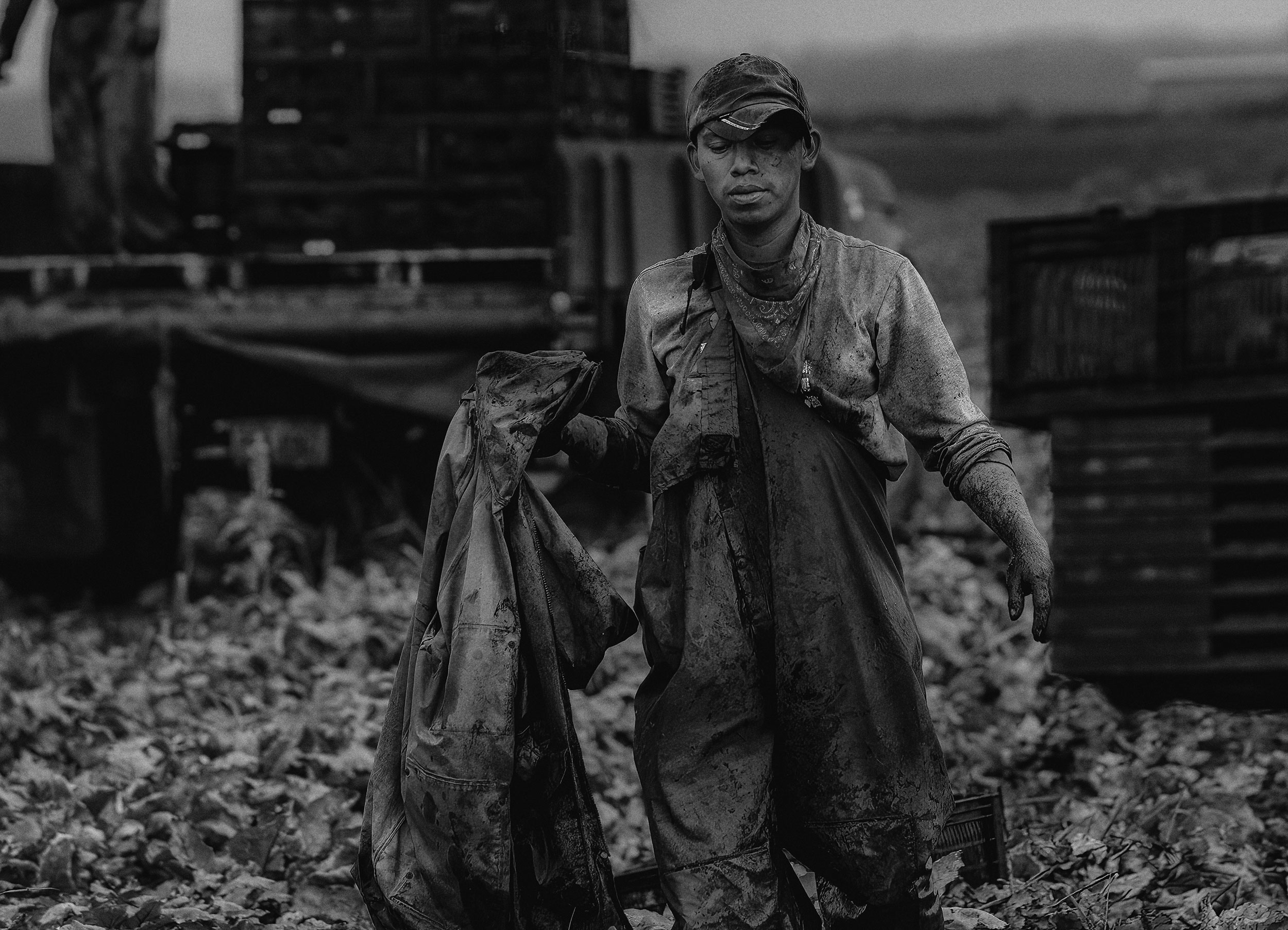 agriculture photography crop worker picking beets black and white