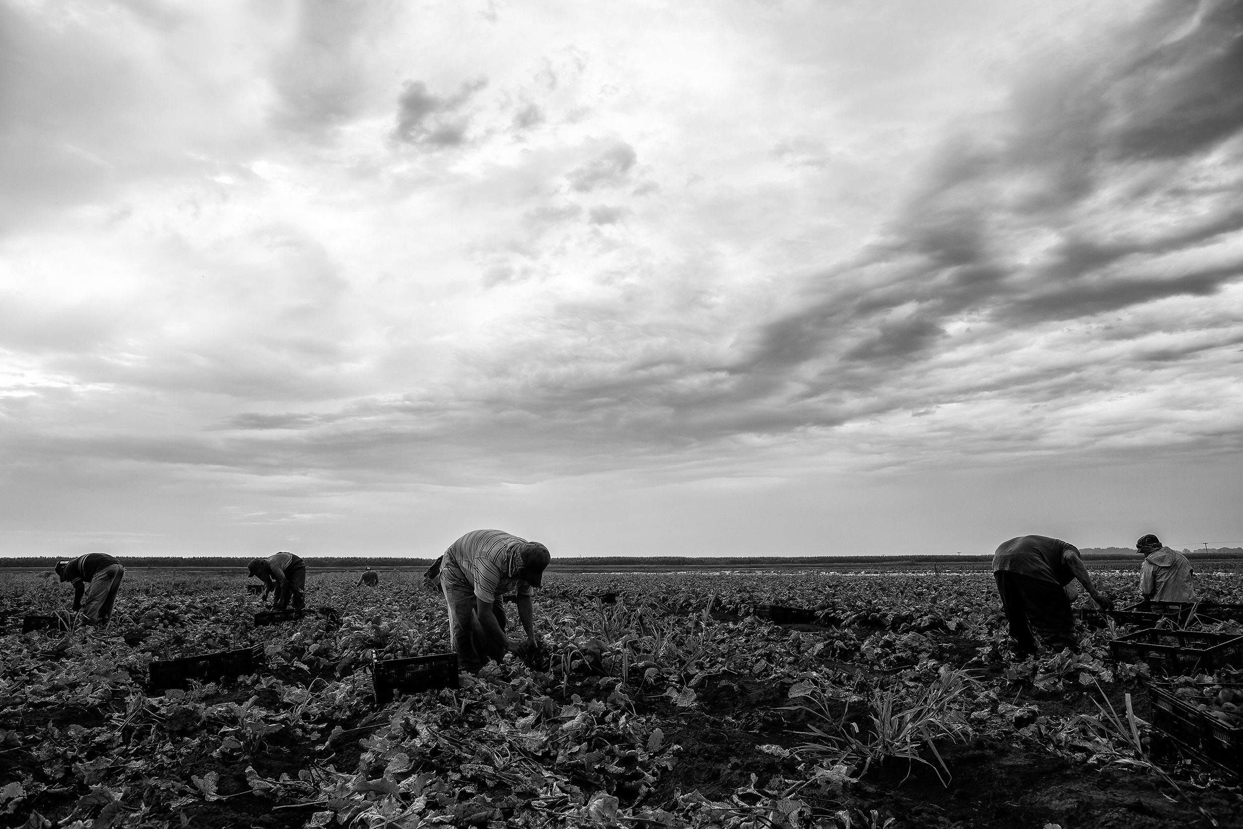Black and white photo of crop workers harvesting beets in a field on a overcast rainy morning. 