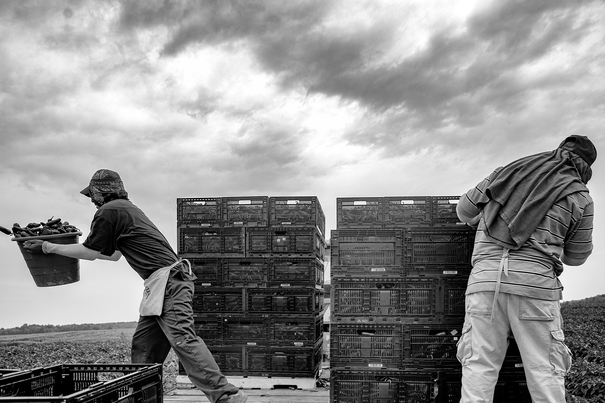 Black and white photo of two men catching pepper baskets on to the harvest truck in the field. agriculture photography 