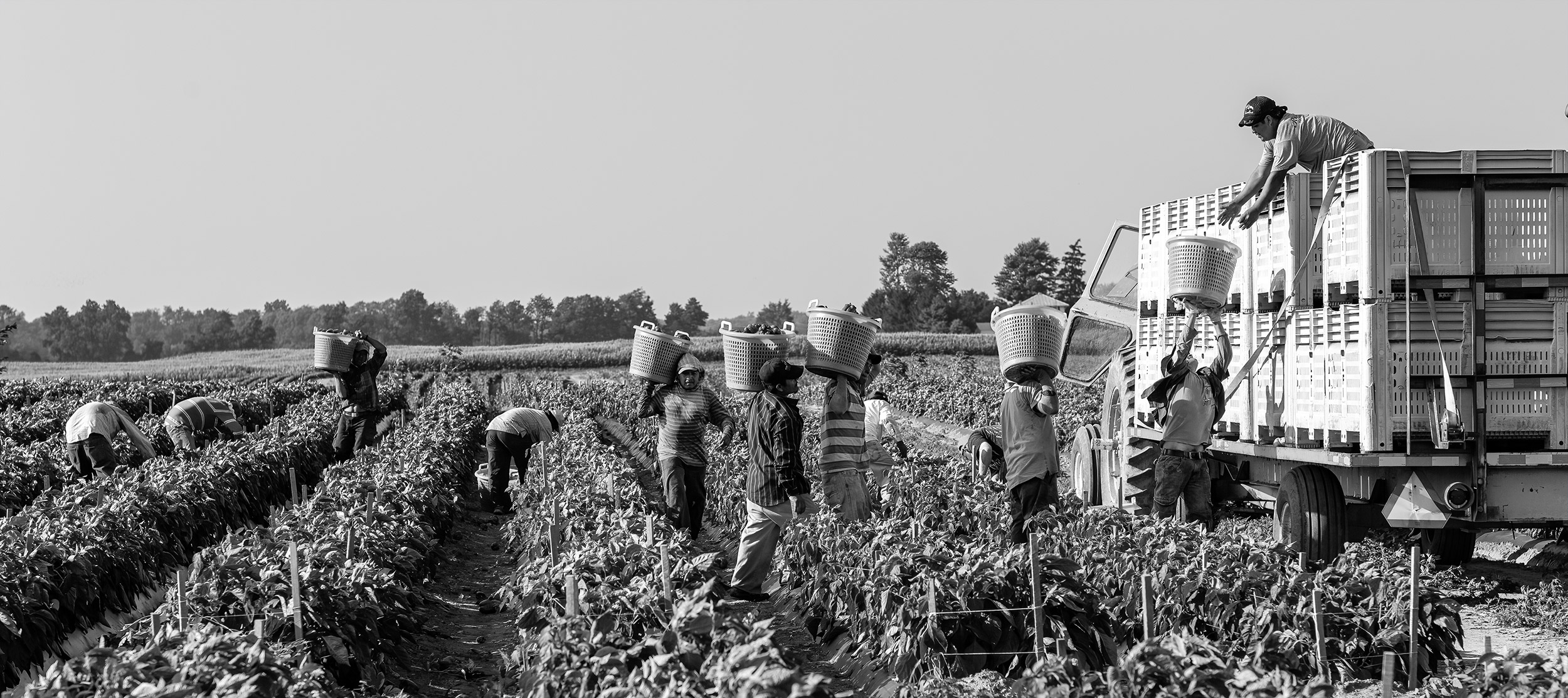 Black and white crop pickers in line to deliver peppers to harvest truck. agriculture photography.