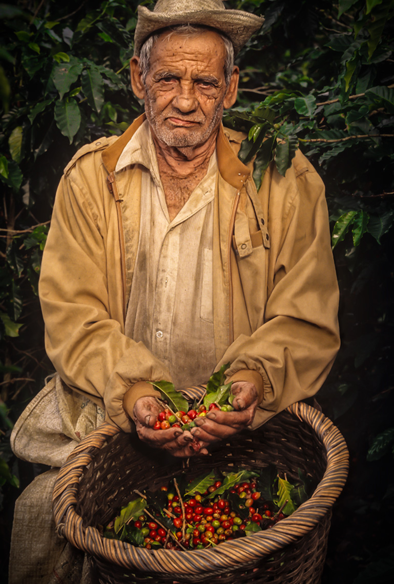 Costa Rican elder with his hands holding coffee cherries. Agriculture photography