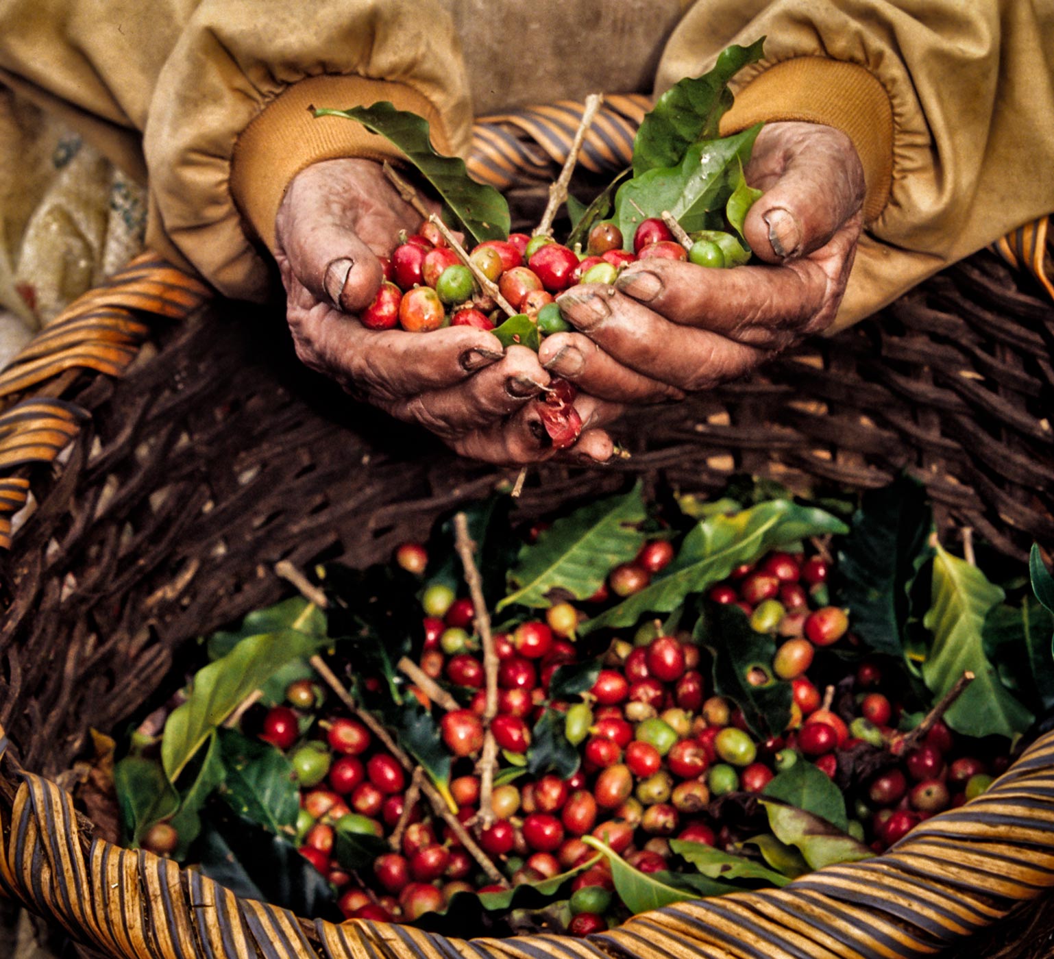 Costa Rican holding coffee cherries over basket filled with cherries. 