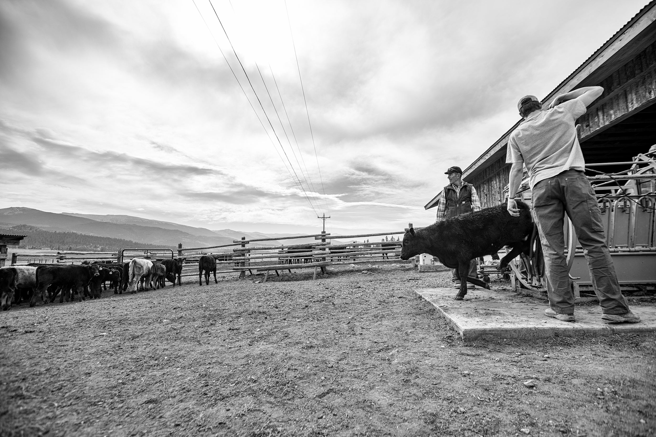 Cow leaving chute during cold branding cattle. Livestock photography