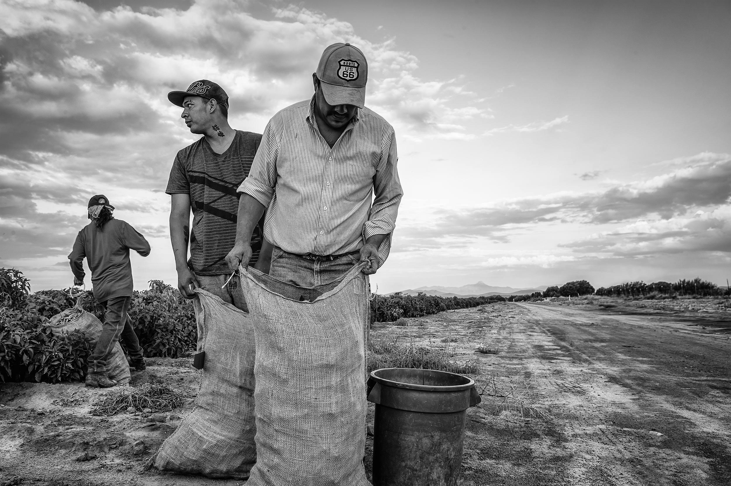 Green chili peppers harvested by three crop workers in a chili field. Black and White Agriculture Photography