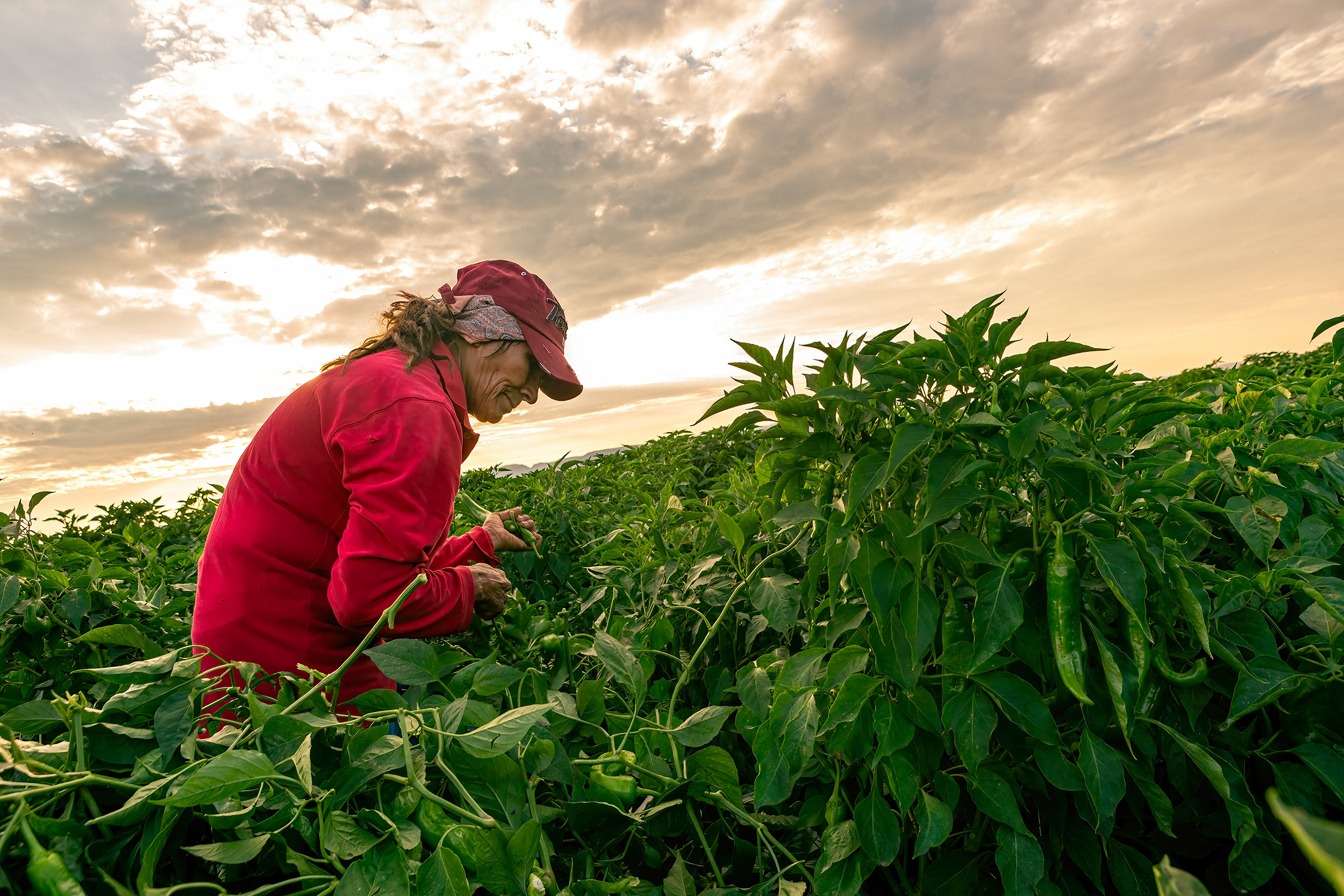 Green chili peppers harvest by a woman crop worker in field. Agriculture Photography