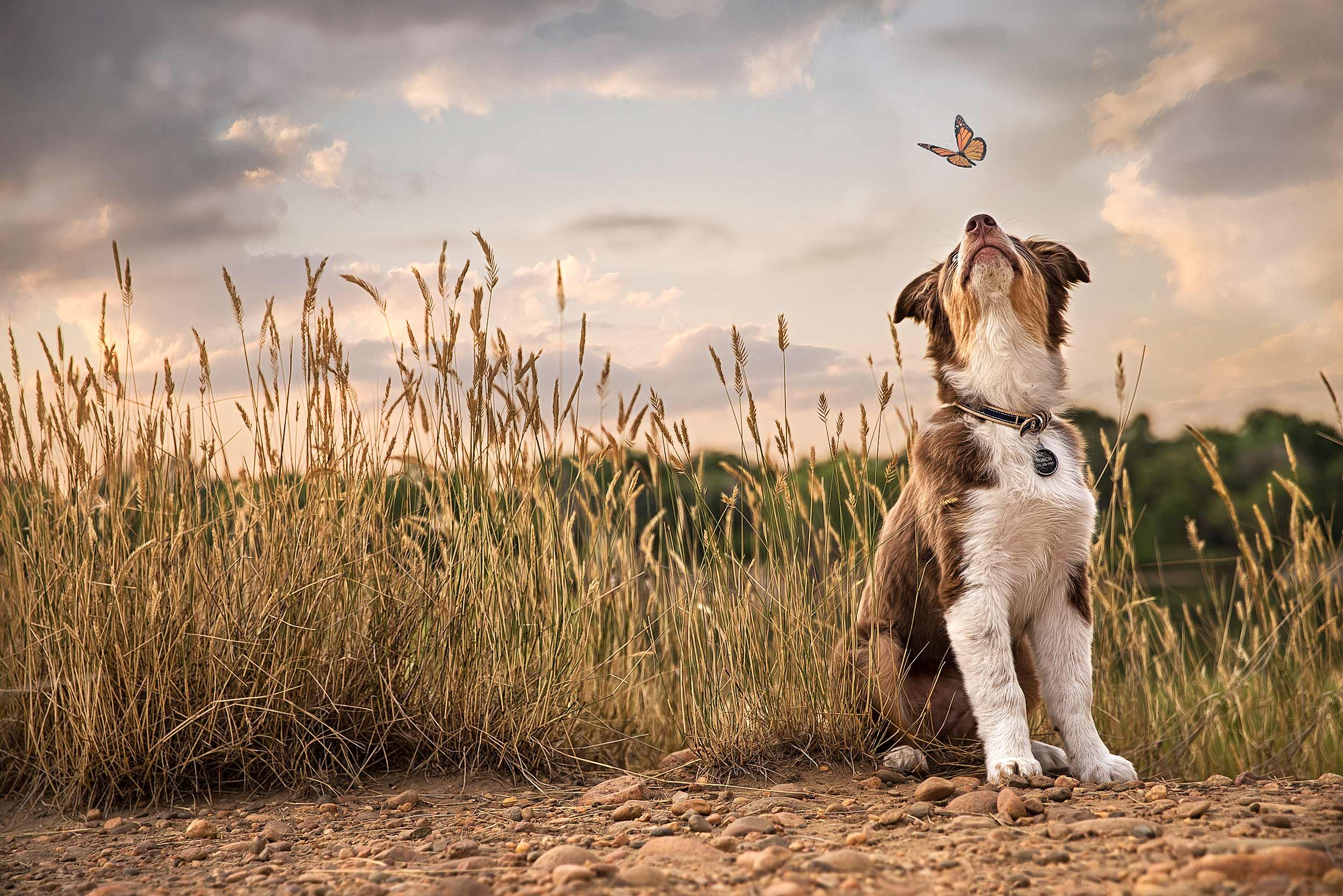 Australian Shepherd puppy looking up at photographer in a field. 