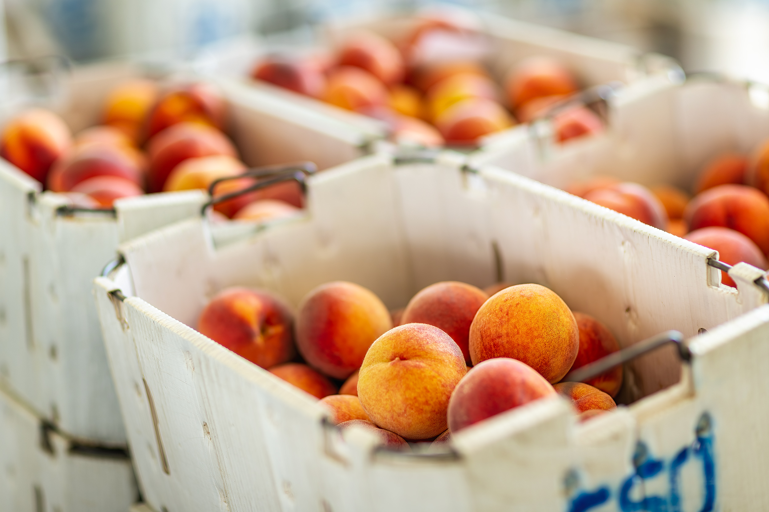  picked organic peaches in travel containers in an orchard.  Agriculture Photography