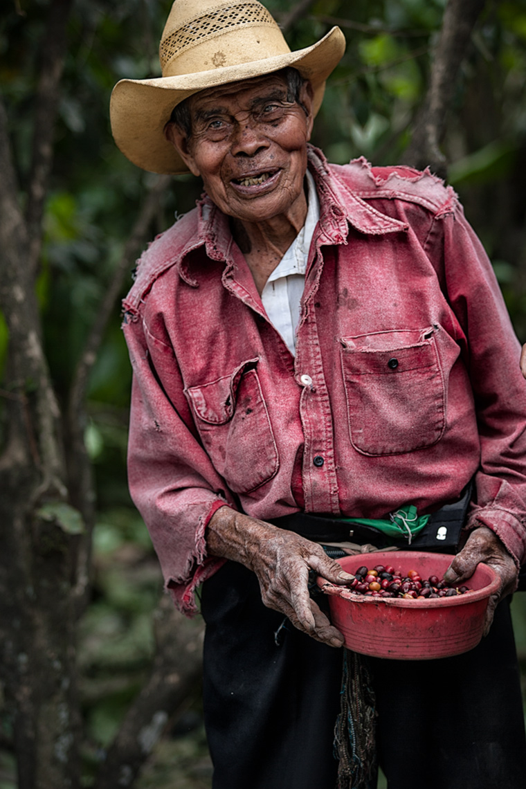 elderly guatemalan man holding his  coffee cherries 