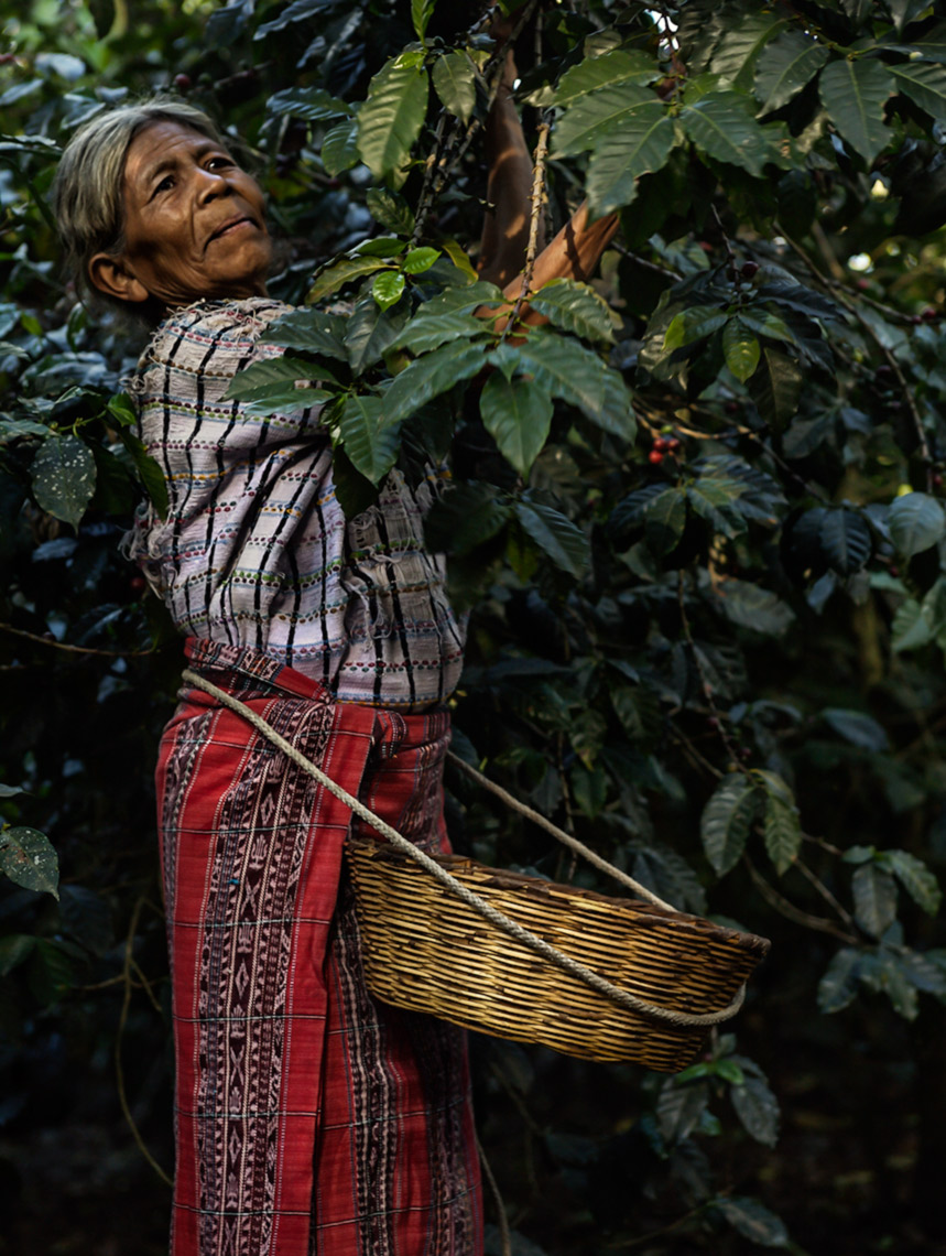 Guatemalan elder woman picking coffee cherries. Agriculture photography