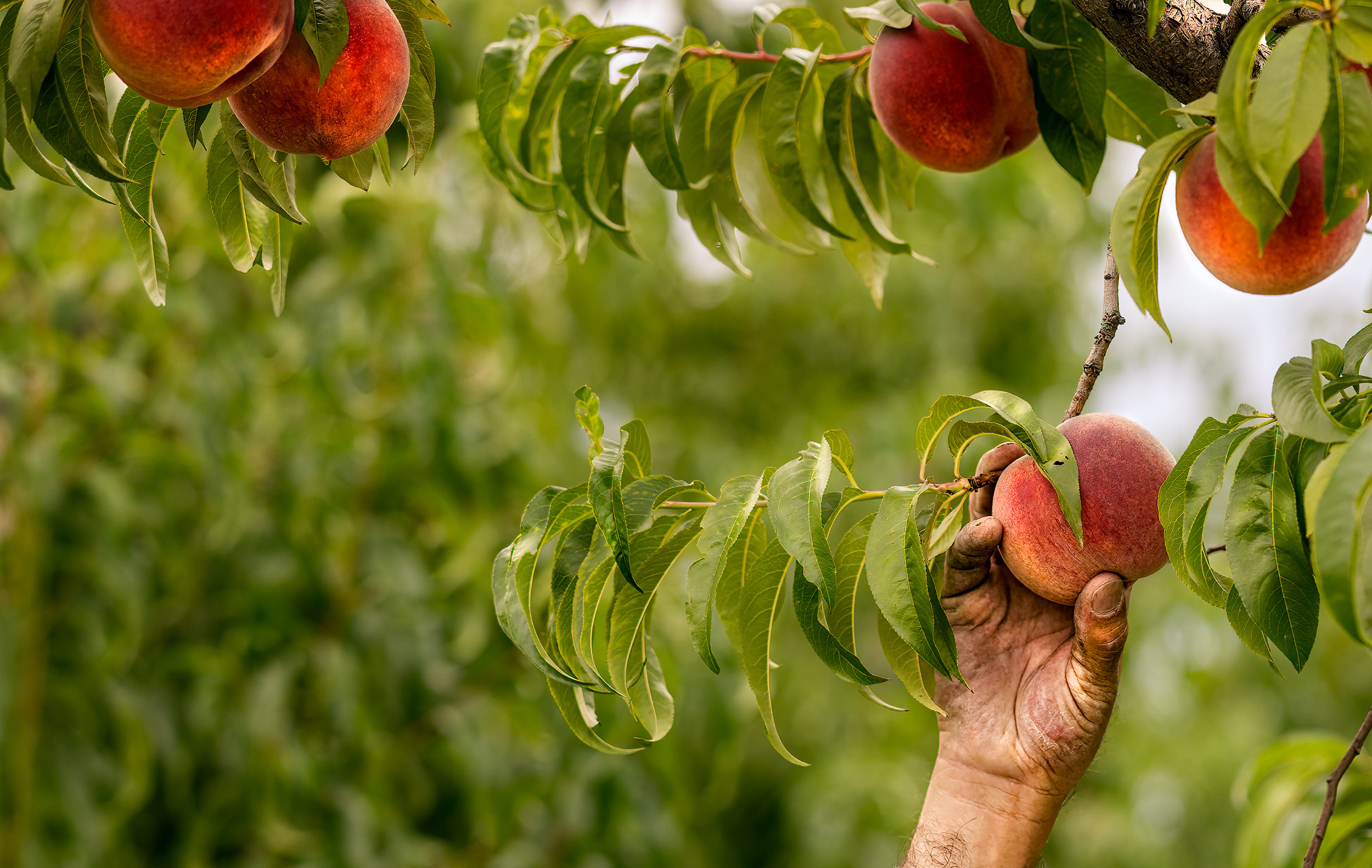 Agriculture Photography crop worker picking organic peaches in orchard