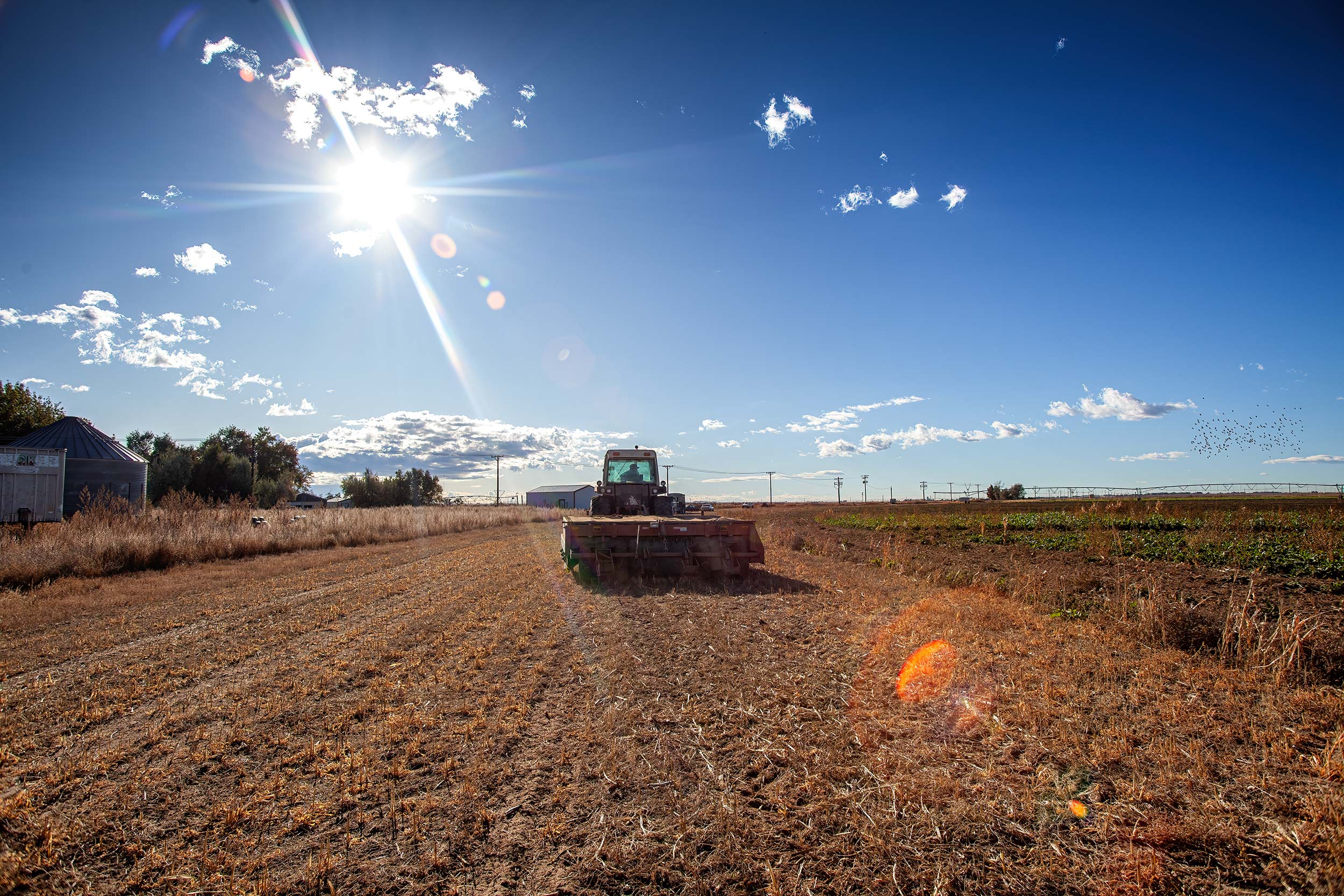A tractor finishing harvest in crop field on a sunny blue sky day.  