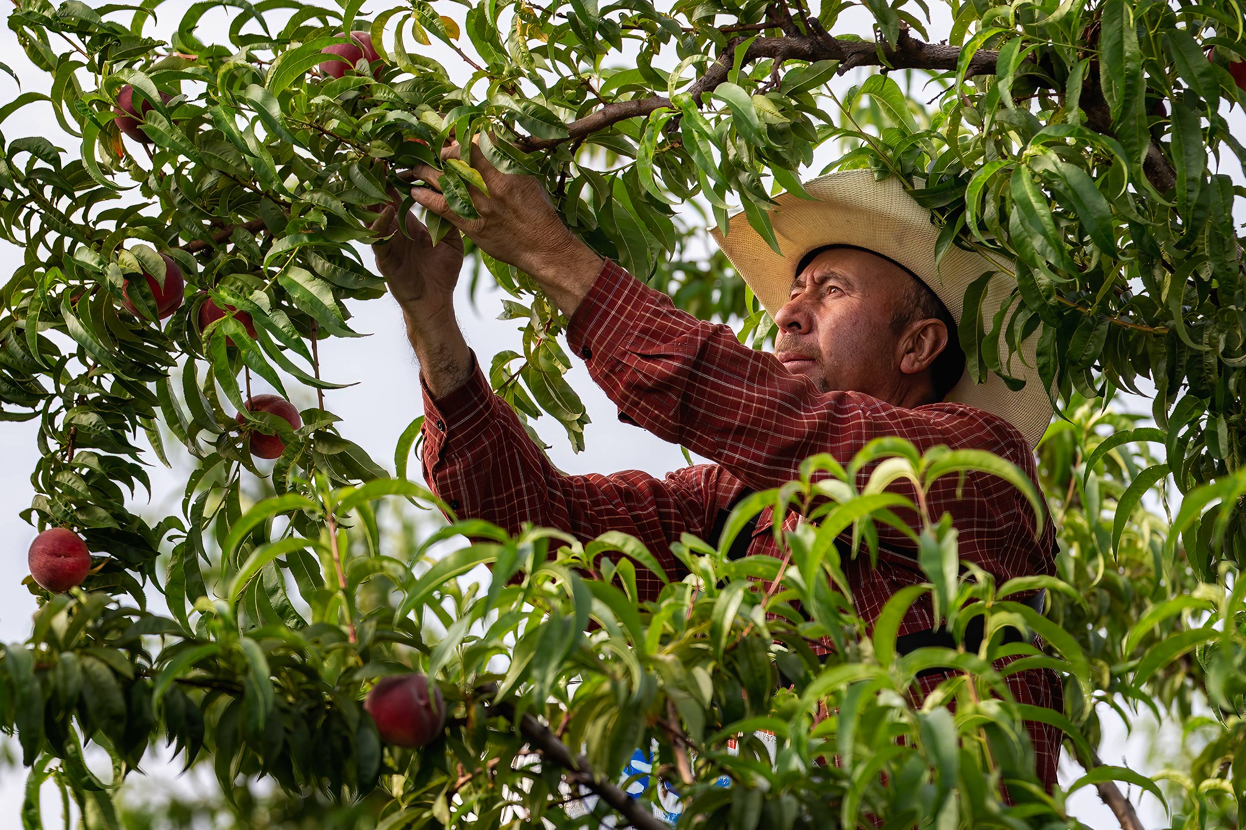 Crop worker picking organic peaches on a ladder in a orchard. Agriculture Photography 
