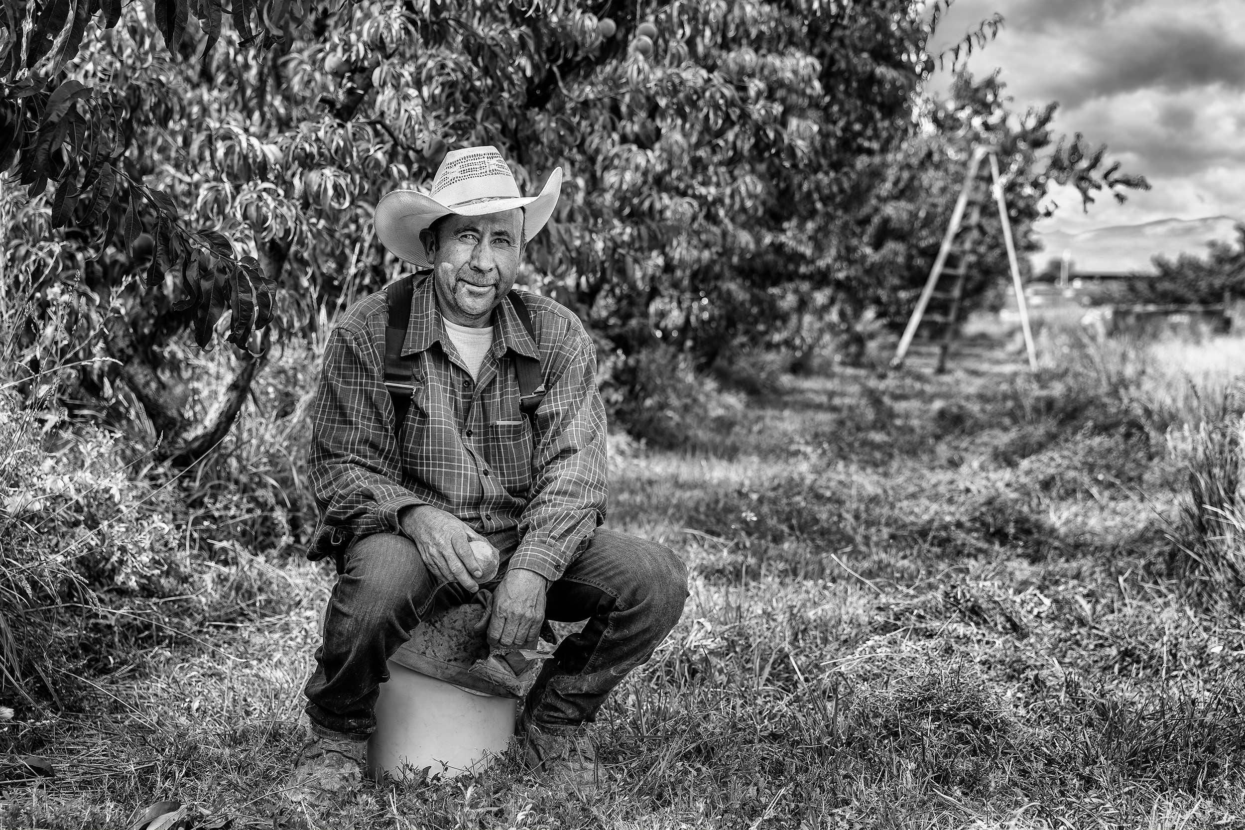 Black and white portrait of a crop worker sitting on a bucket holding a peach in an orchard. Agriculture Photography