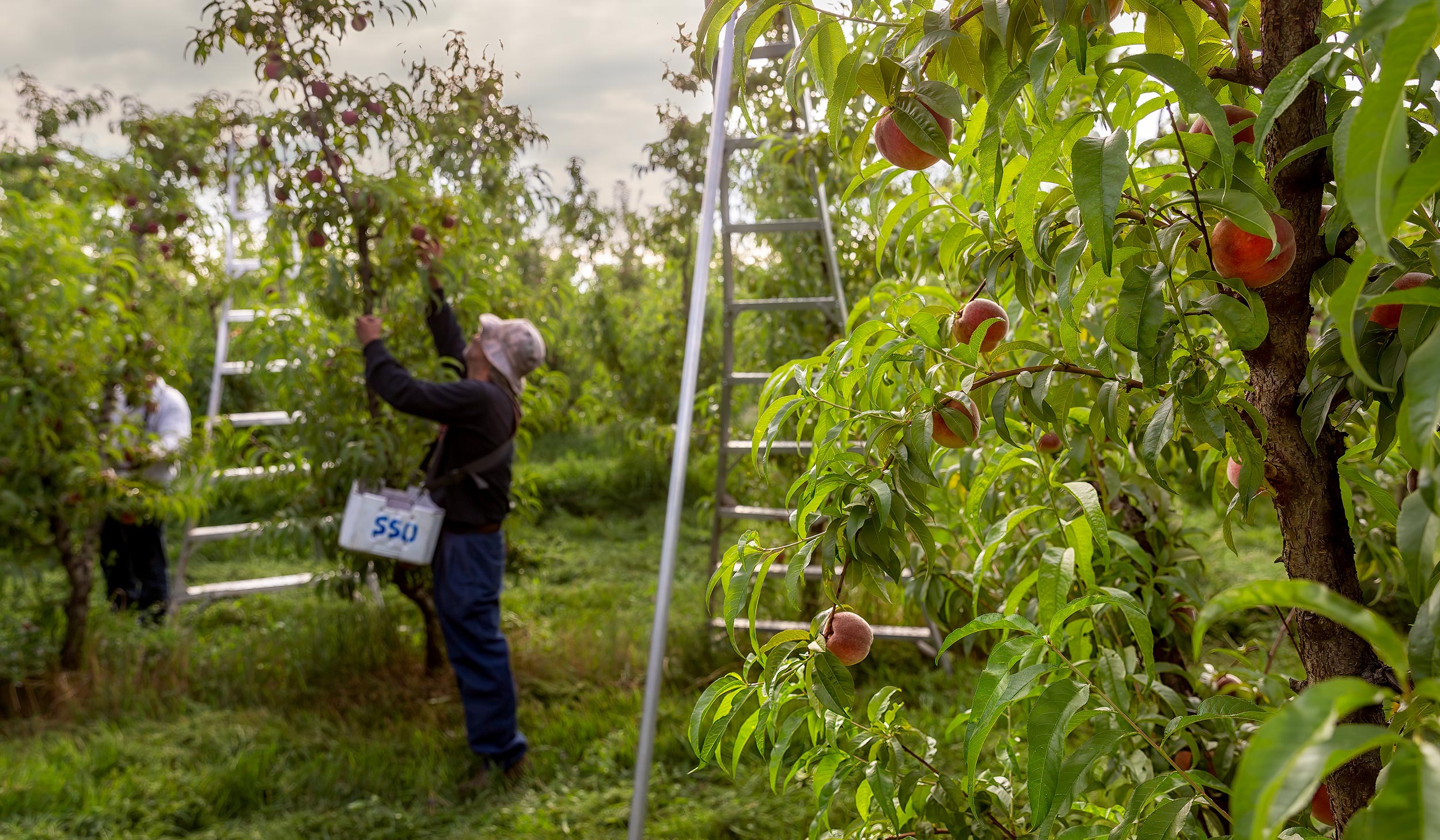 Crop workers picking peaches from the ground surrounded by ladders in an orchard. Agriculture Photography