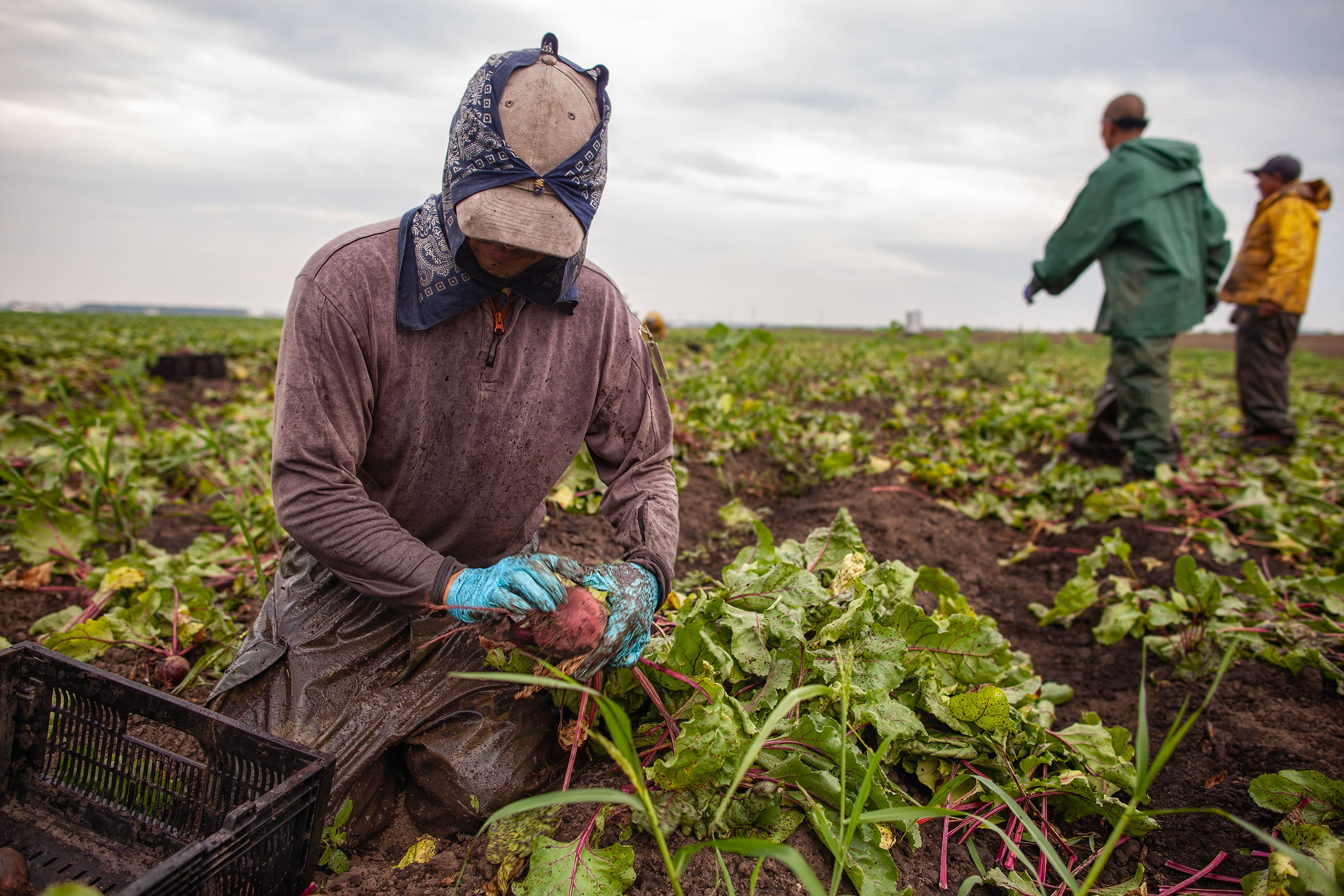 agriculture photography crop workers harvesting beets in a field