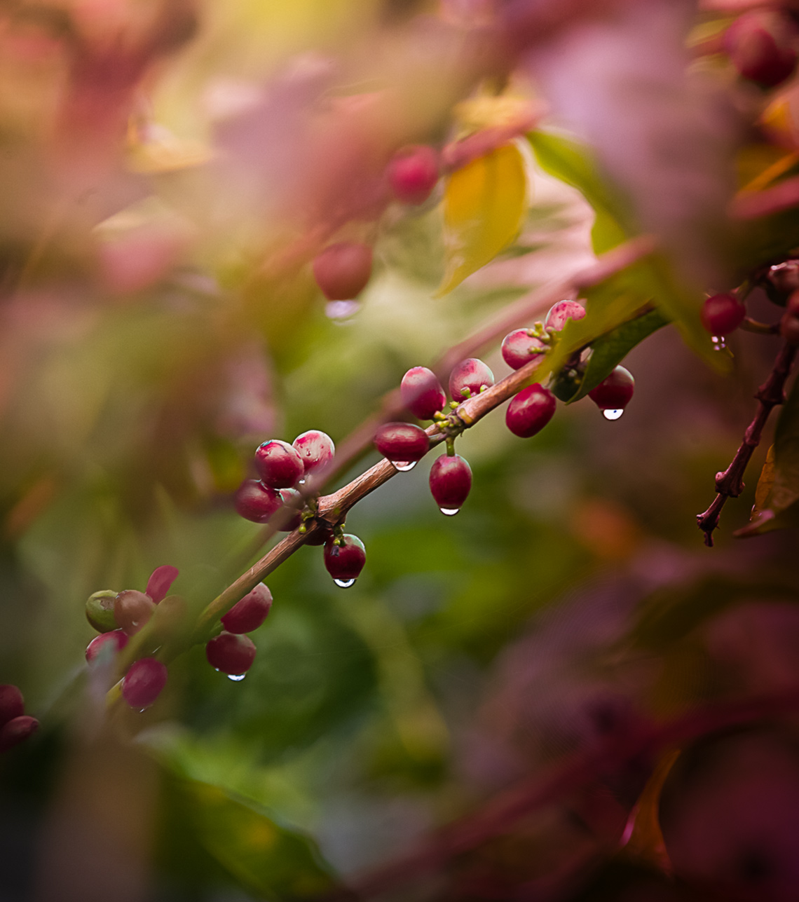 Ripe coffee cherries on trees. Agriculture photography