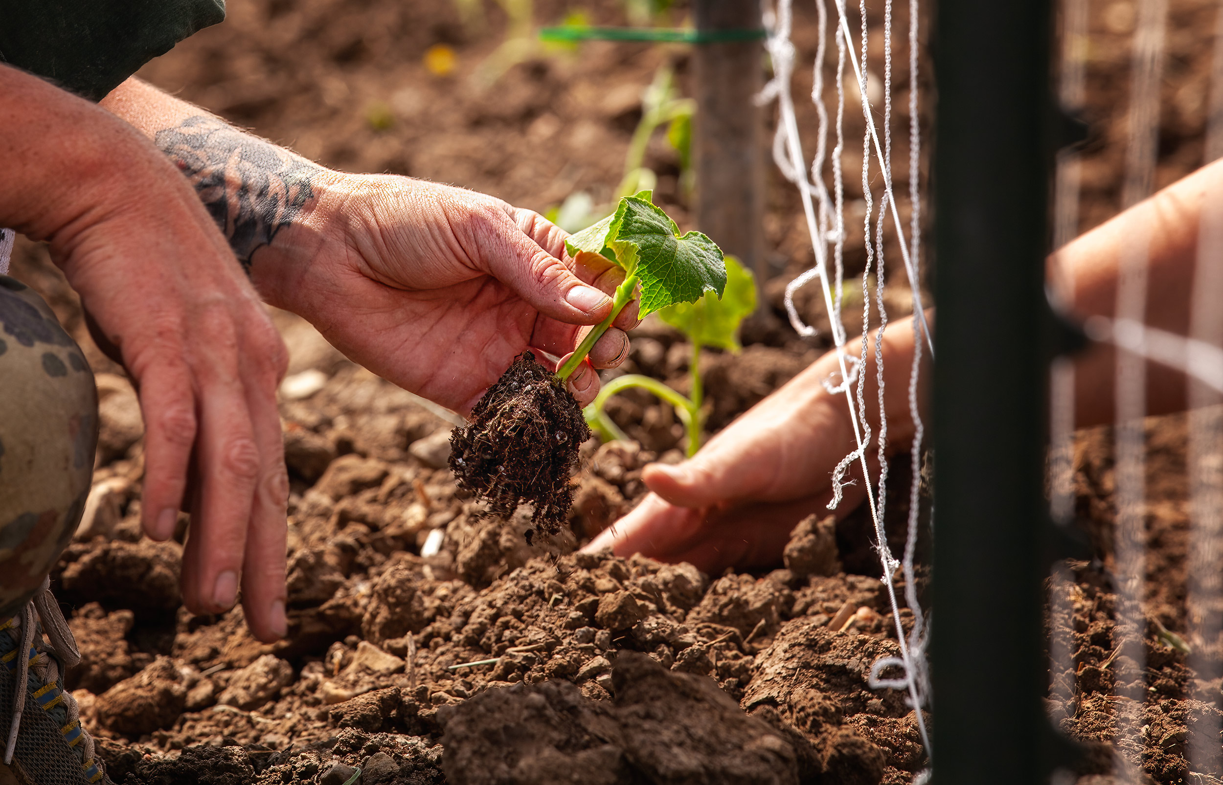 Close up image of a hand planting a starter plant in the ground. agriculture photography
