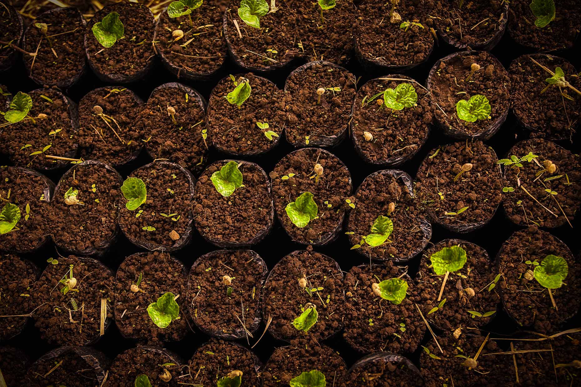 Tiny coffee sprouts in containers.Agriculture photography