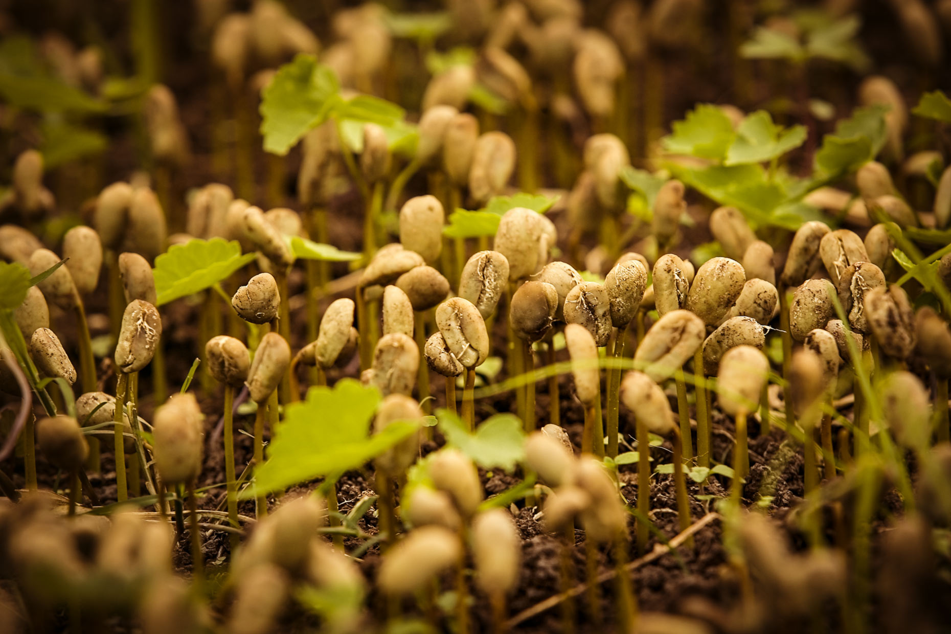 Coffee beans sprouting. Agriculture photography