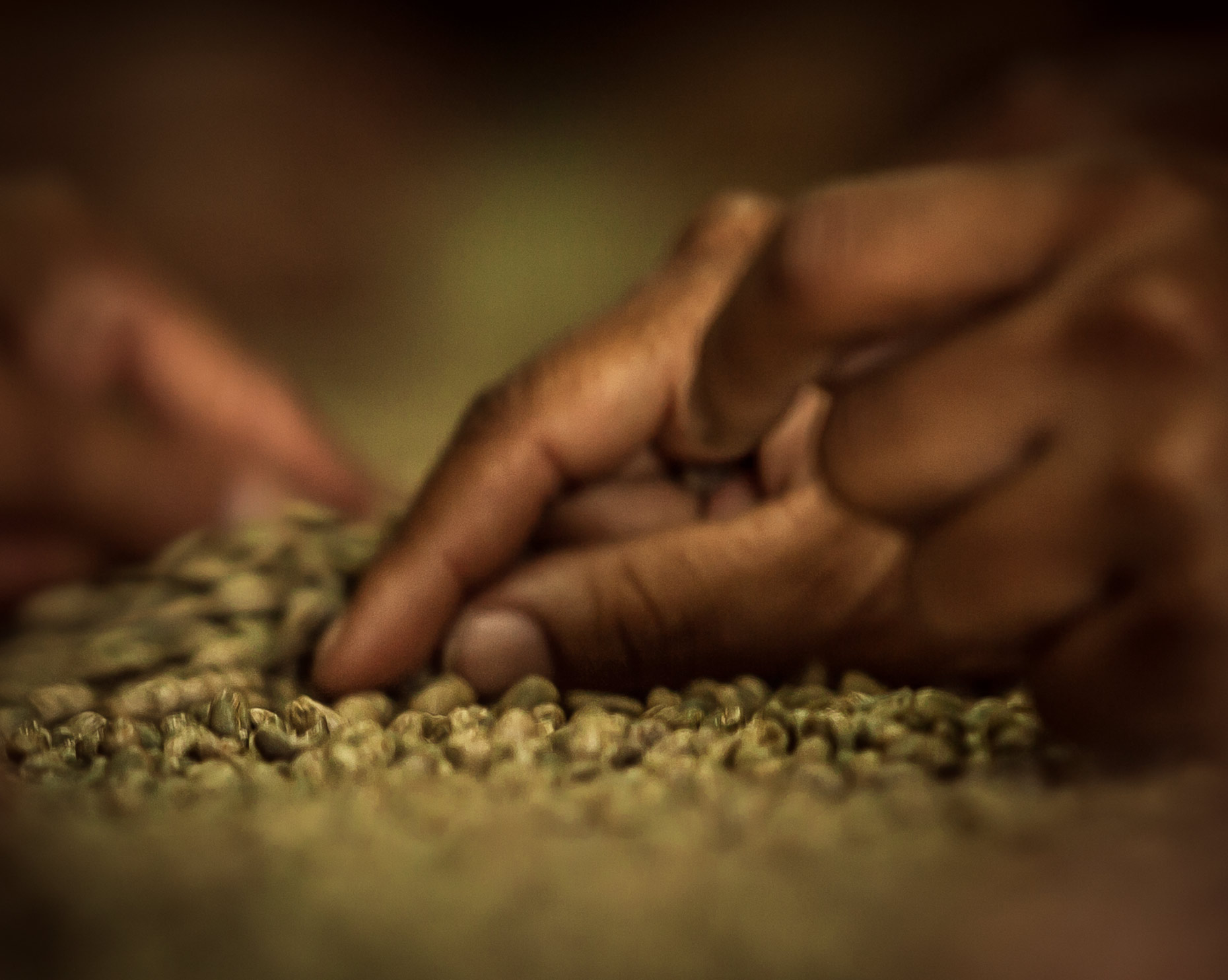 closeup of sorting dried coffee. Agriculture photography