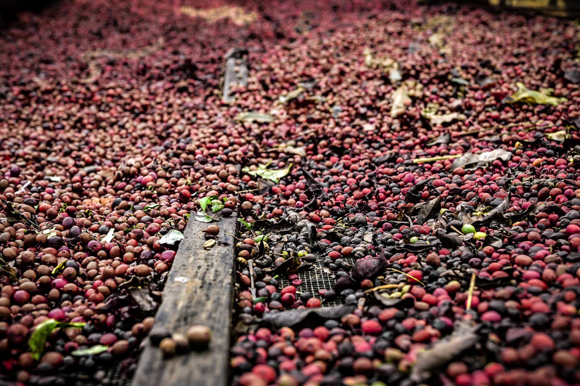 freshly picked coffee cherries on screen. Agriculture photography