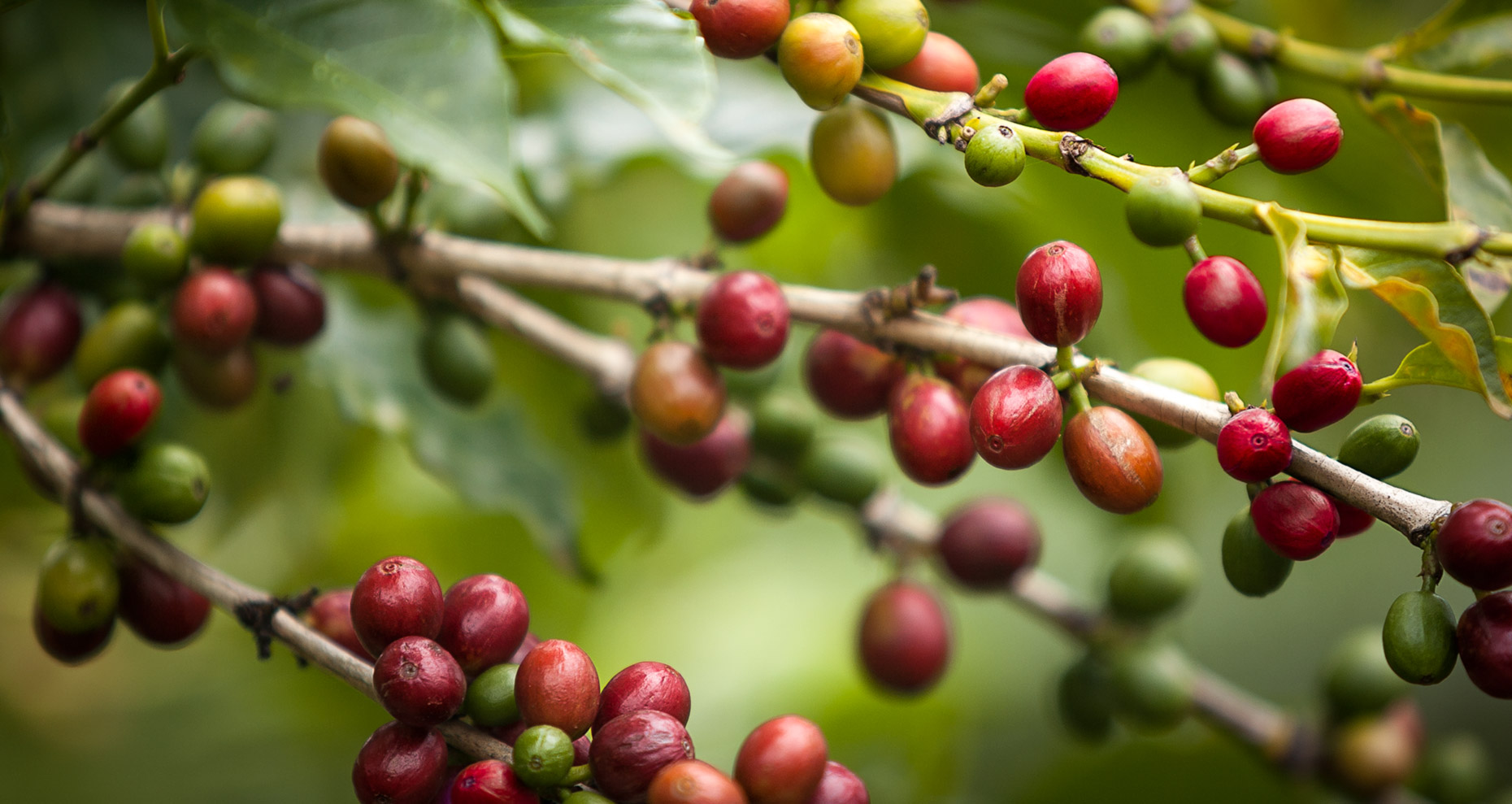 closeup of coffee cherries riping on trees. Agriculture photography