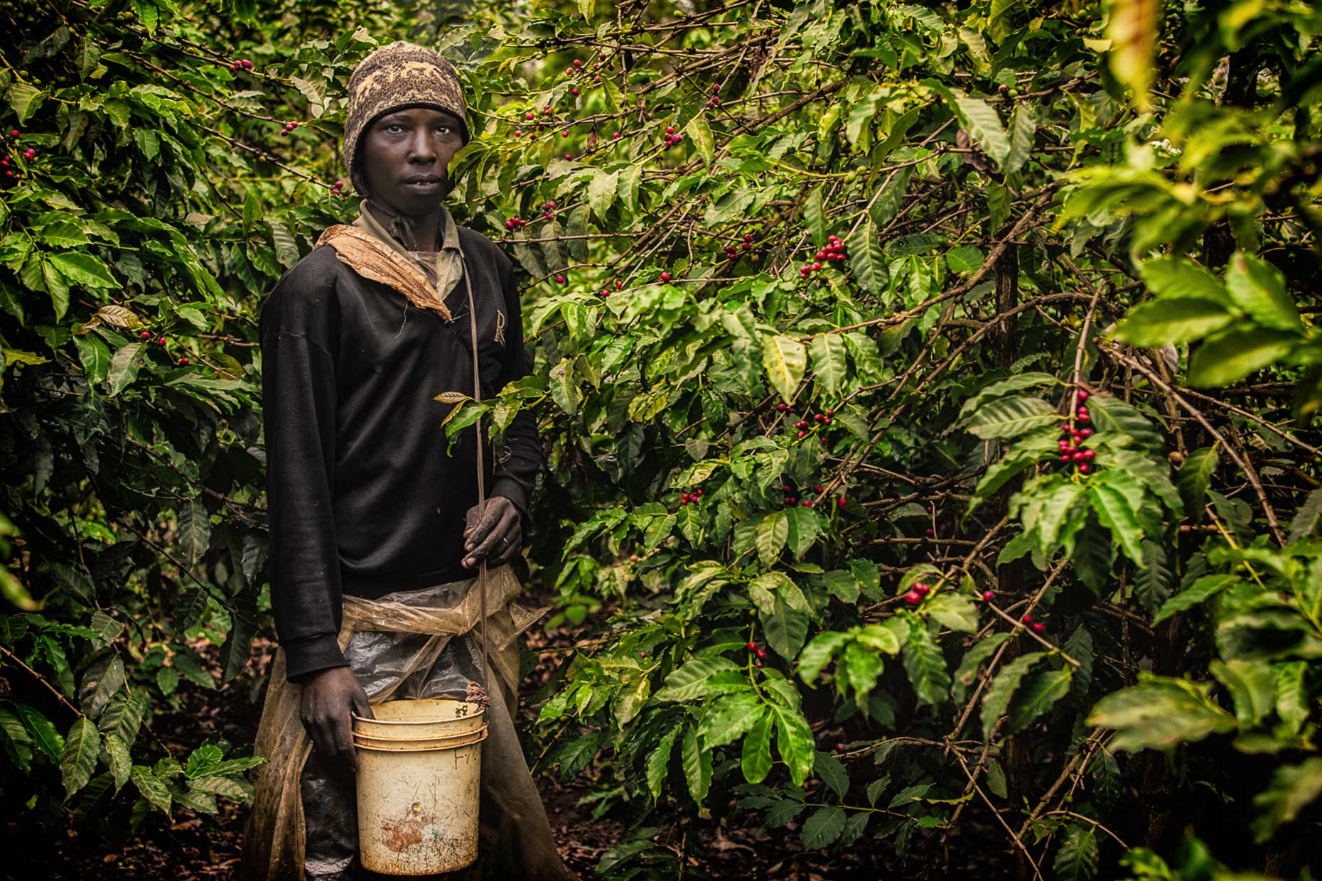 Sofinof Coffee Estate Kenya Picker portrait. Agriculture photography