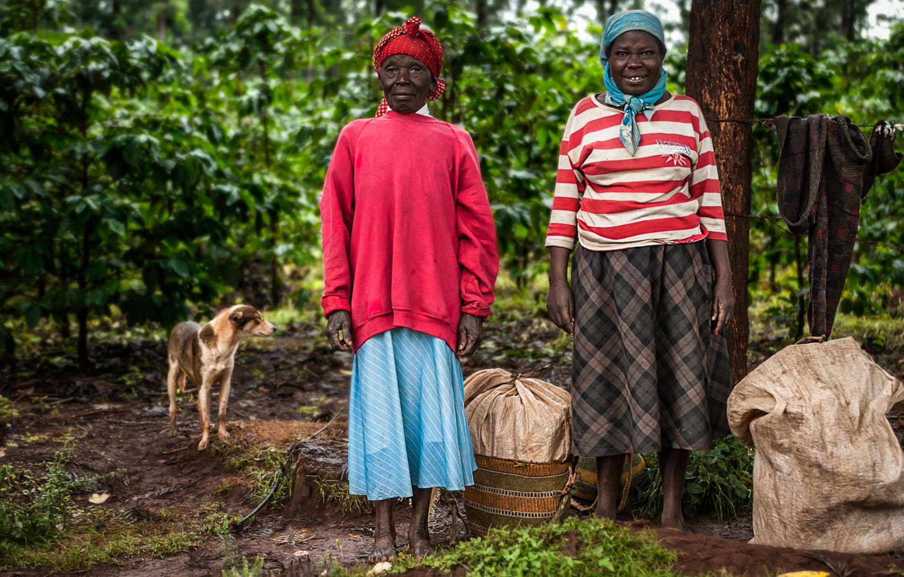 Nyeri Kenya Coffee pickers waiting for a ride with their dog.Agriculture photography