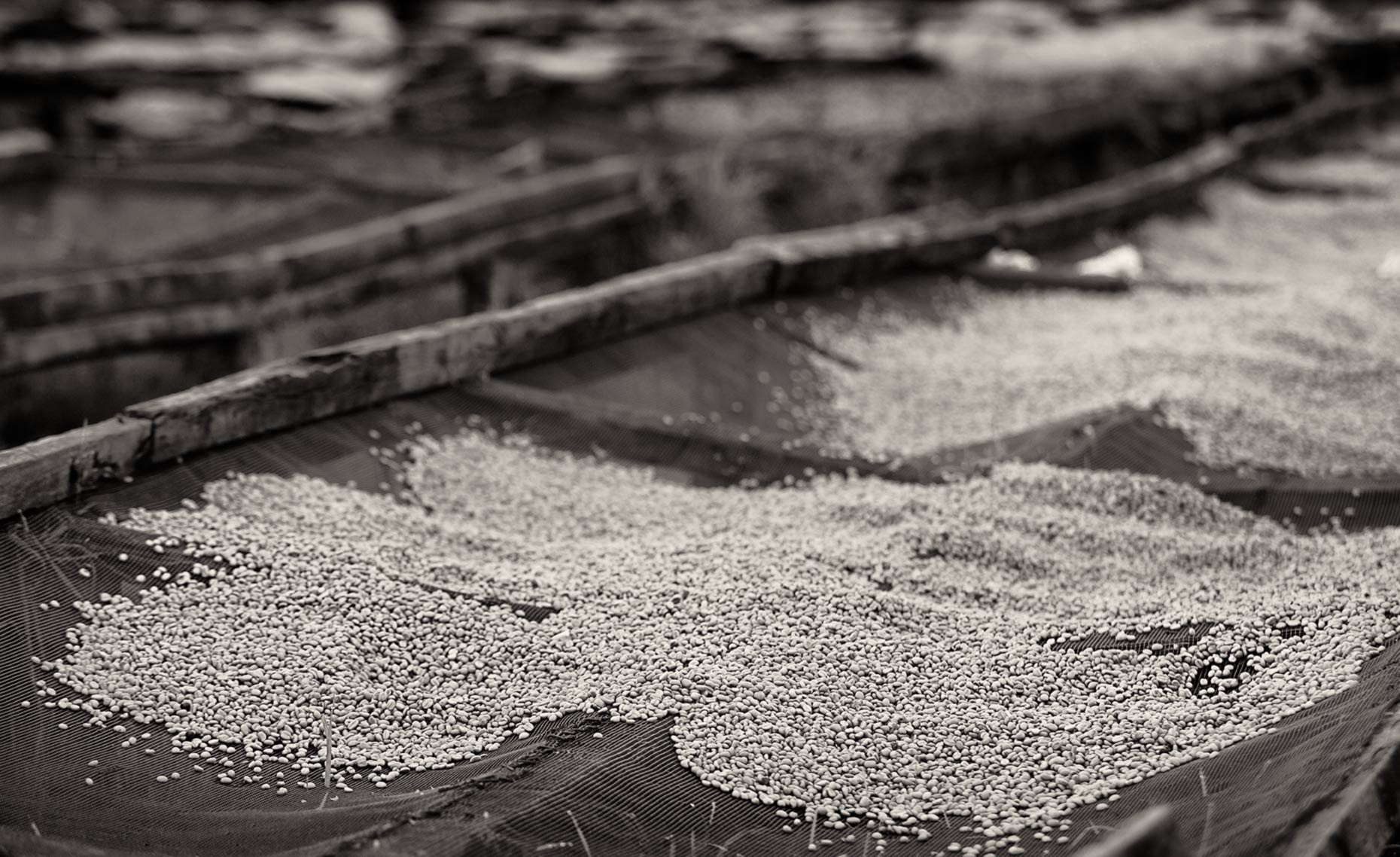 Dried coffee ready to sort at a coffee farm in Kenya. Agriculture photography