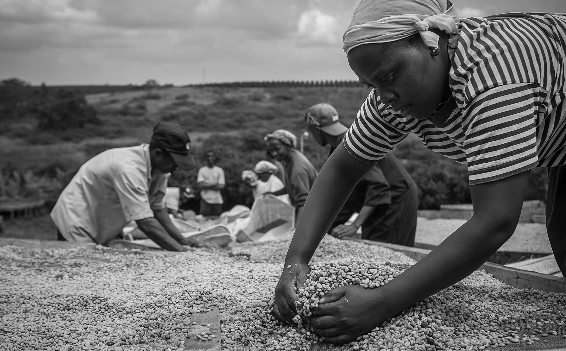 Black and white photo of kenyan coffee workers sorting dried coffee outside. Agriculture photography