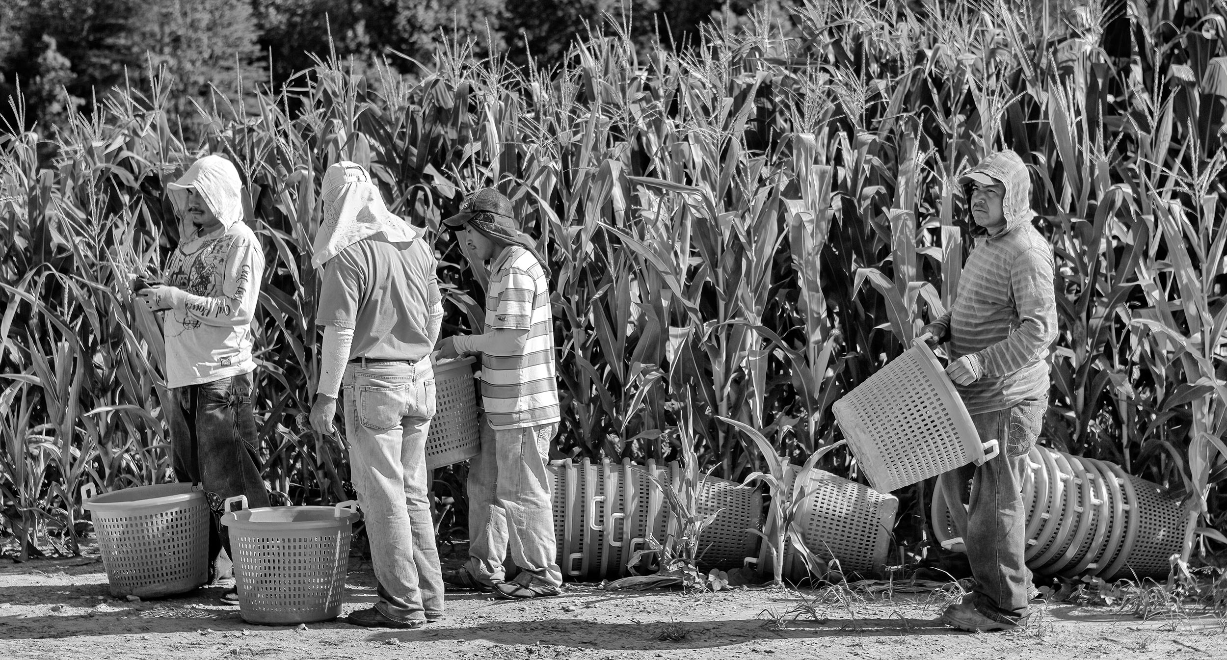 Black and white crop pickers getting ready to harvest beets. Agriculture Photography 