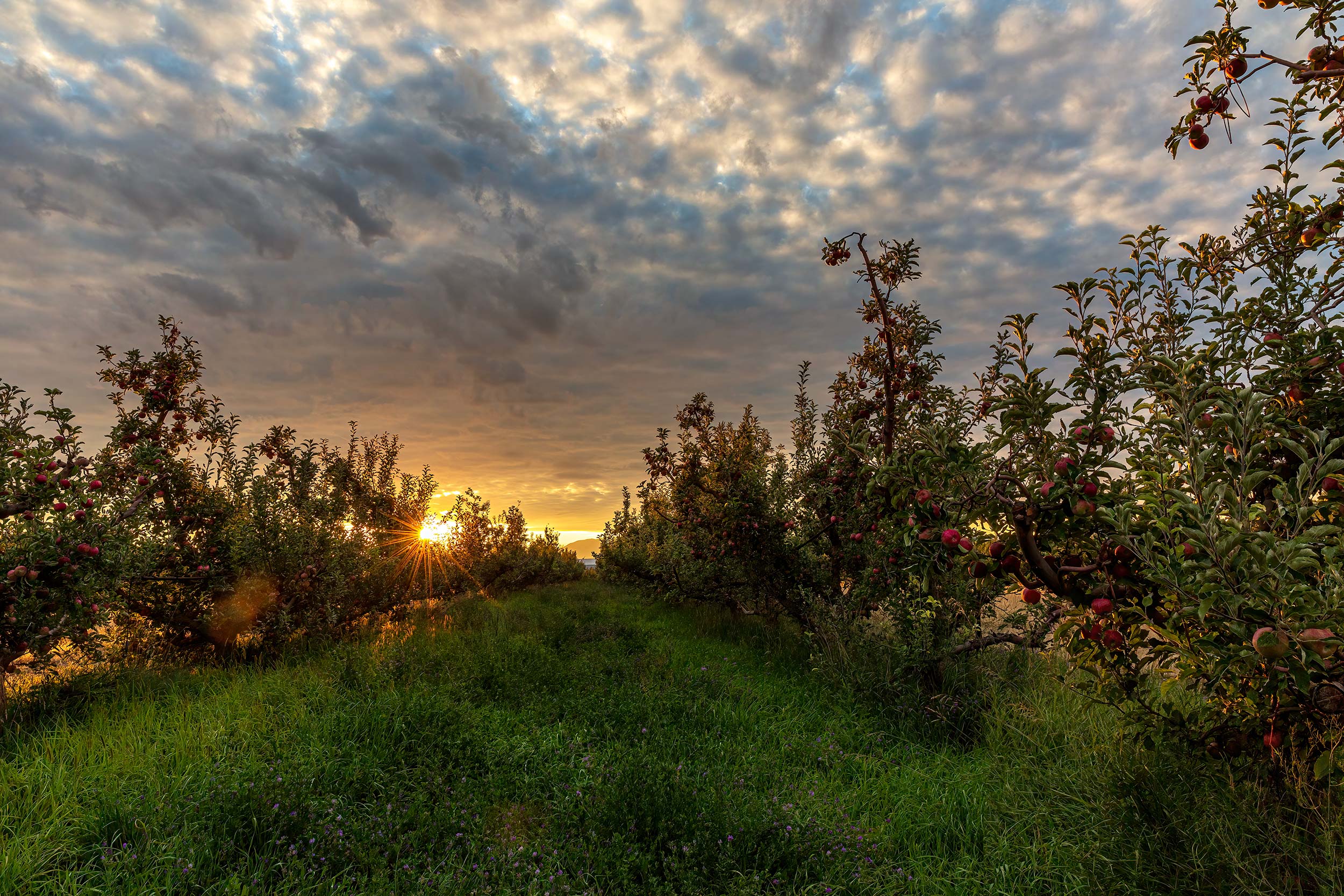 Organic apple orchard in the morning sun. Agriculture Photography