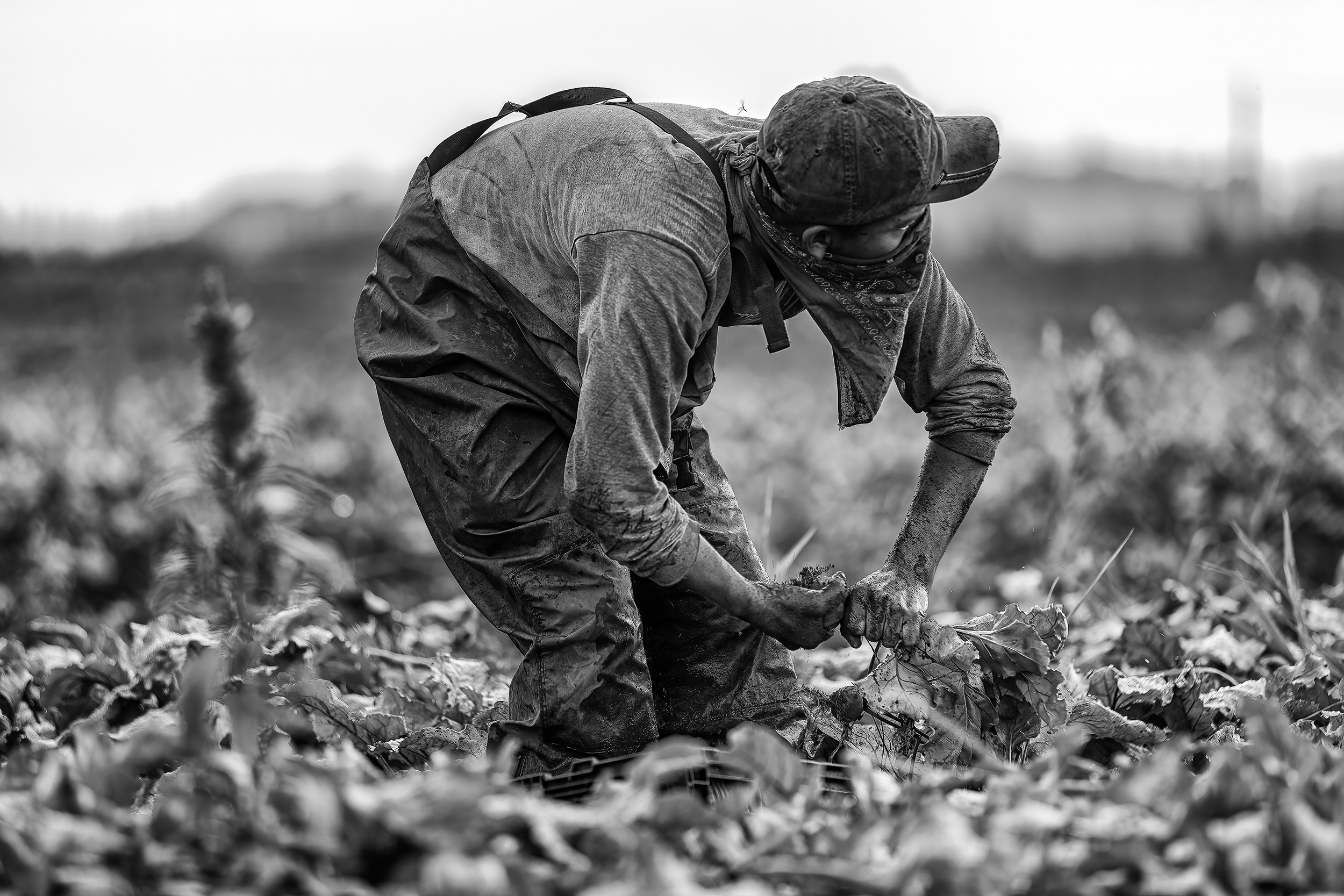 Agriculture Photography Black and white photo of beet being harvested in field single crop picker with handkerchief