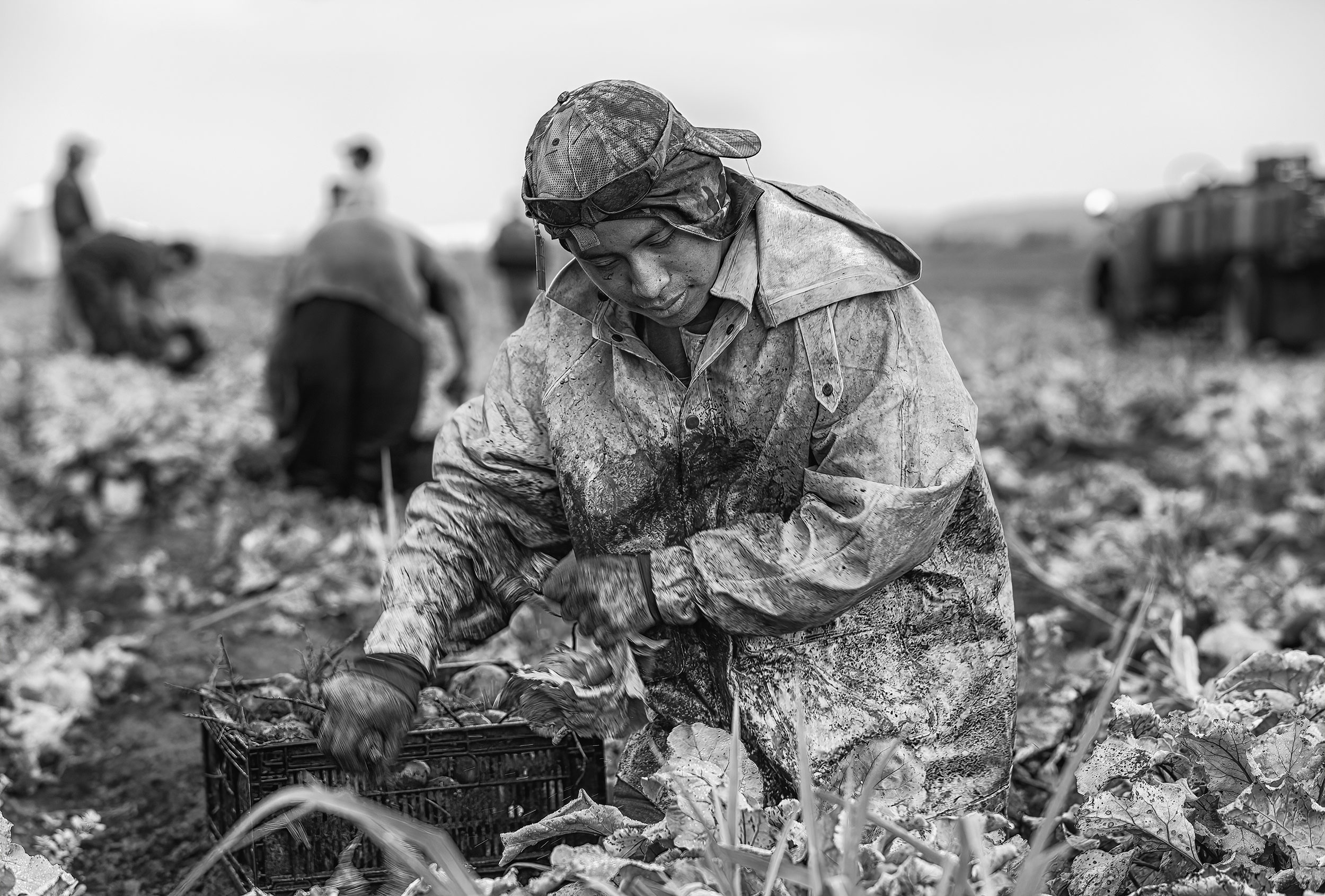  Black and white photo of beets being harvested in field by crop picker. Agriculture Photography