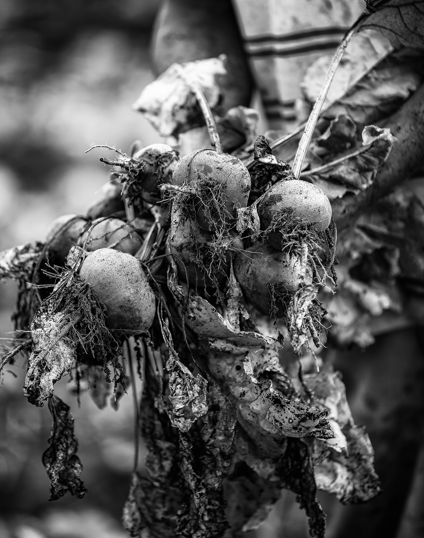 Black and white photo of hands holding beets being harvested in field single. Agriculture Photography 