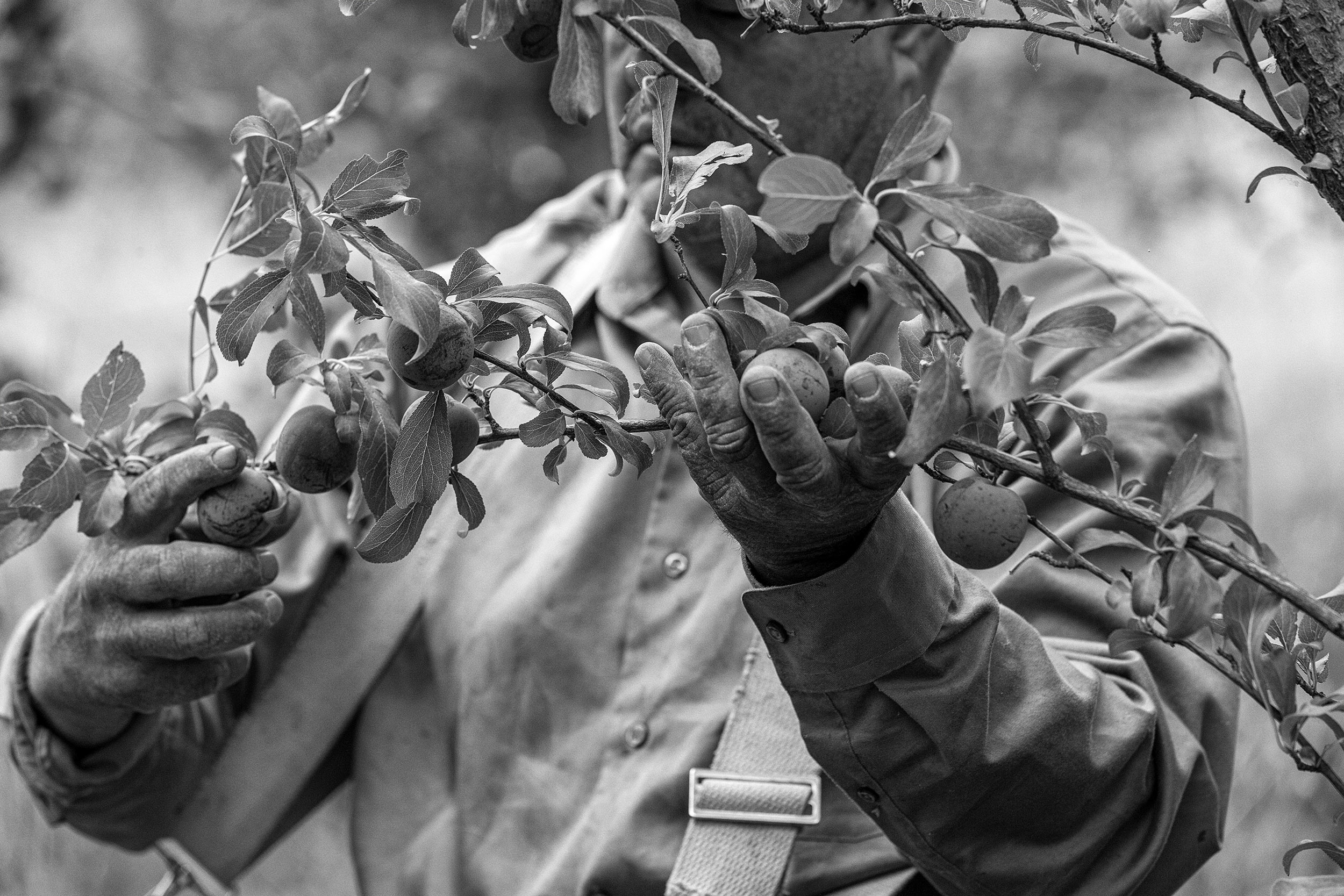 Black and white lifestyle image of hands picking organic plums in an orchard. Agriculture Photography