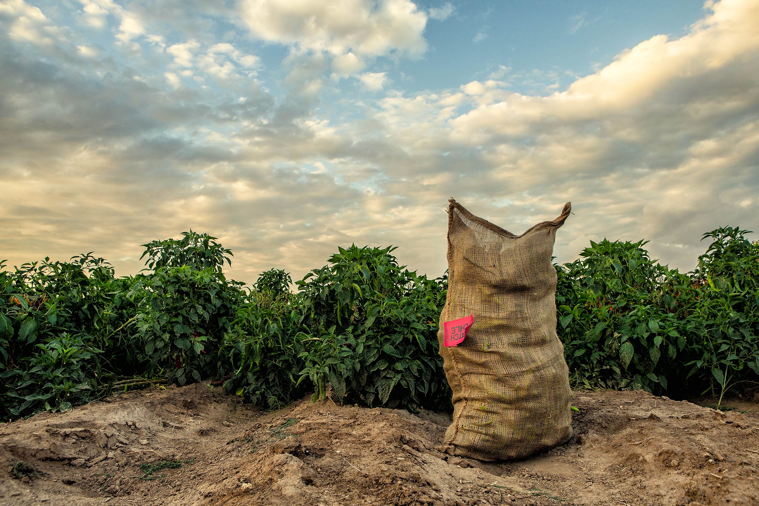Bag of green chili peppers harvested by crop workers in field. Agriculture Photography 