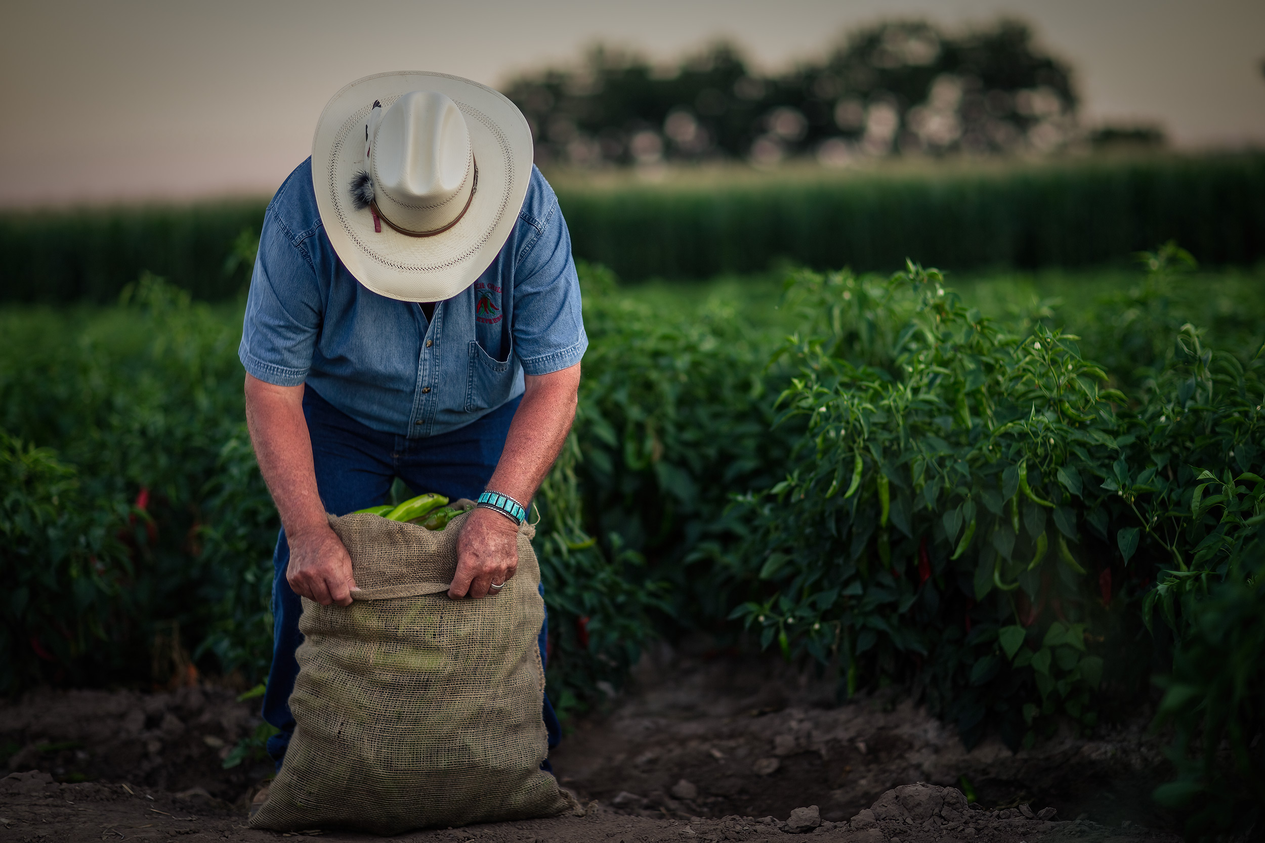 Agriculture Photography chili farmer bagging peppers in field cowboy hat